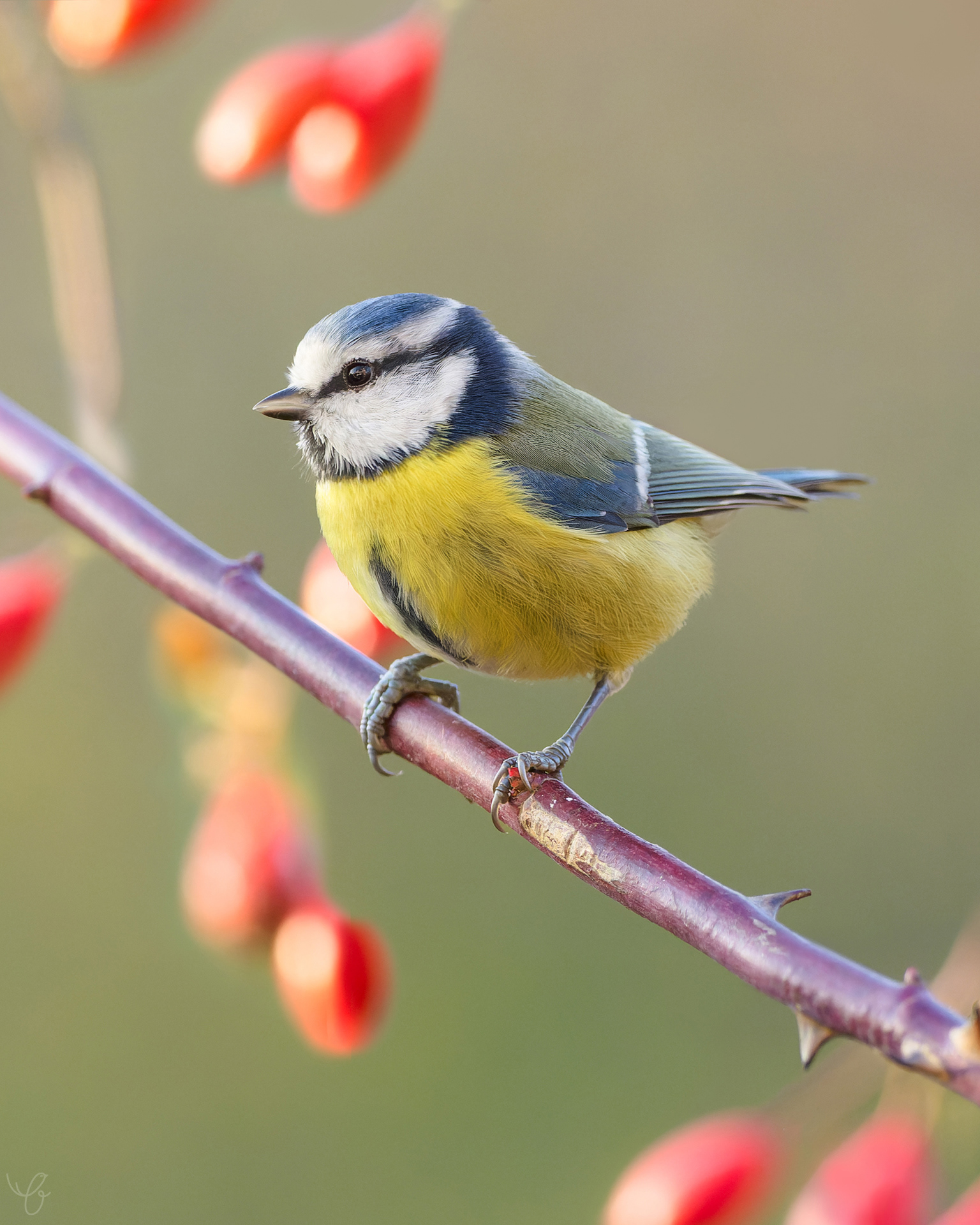 Blaumeise im Hagebuttenstrauch, November 2021