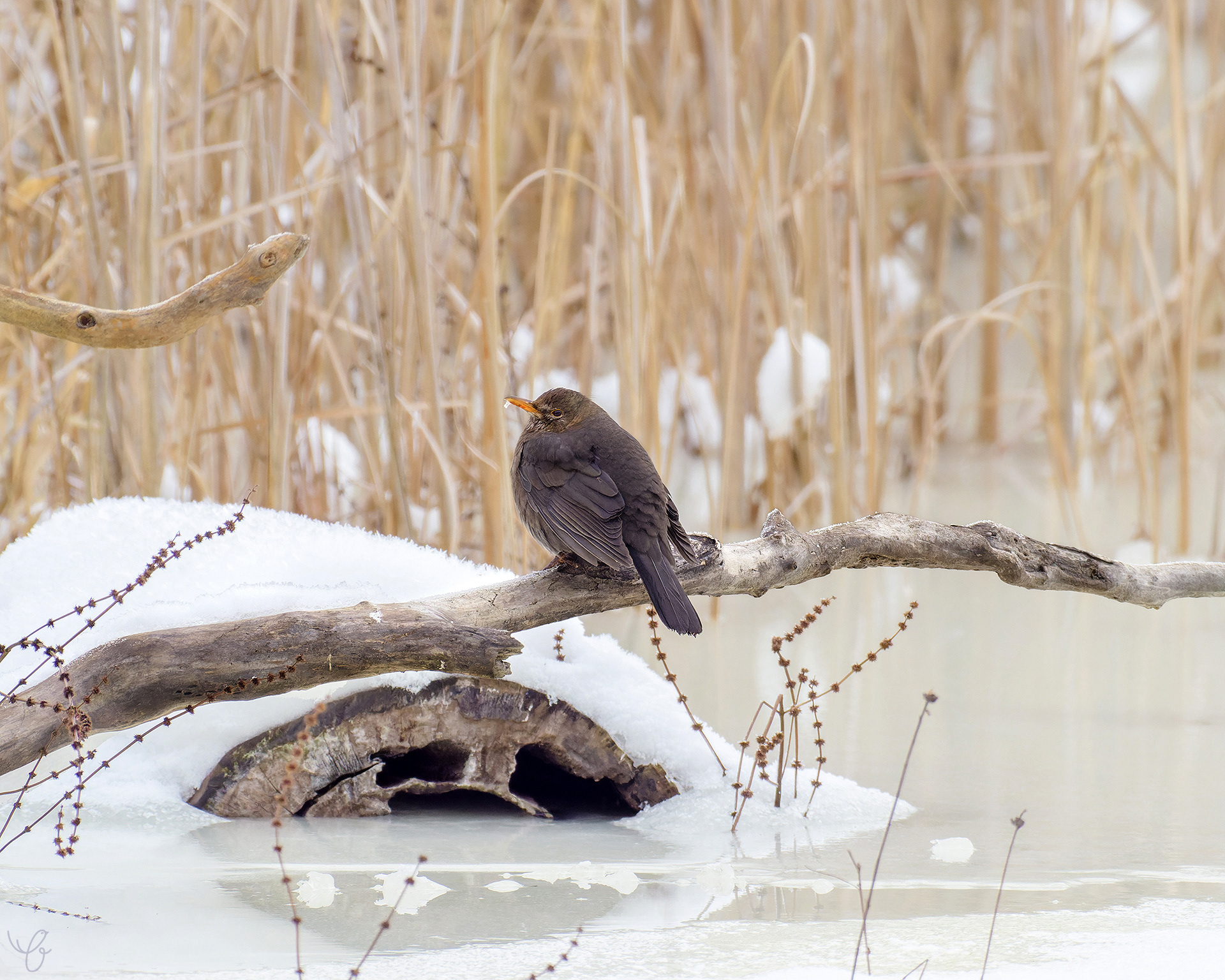 Amselweibchen im Winter, Februar 2021