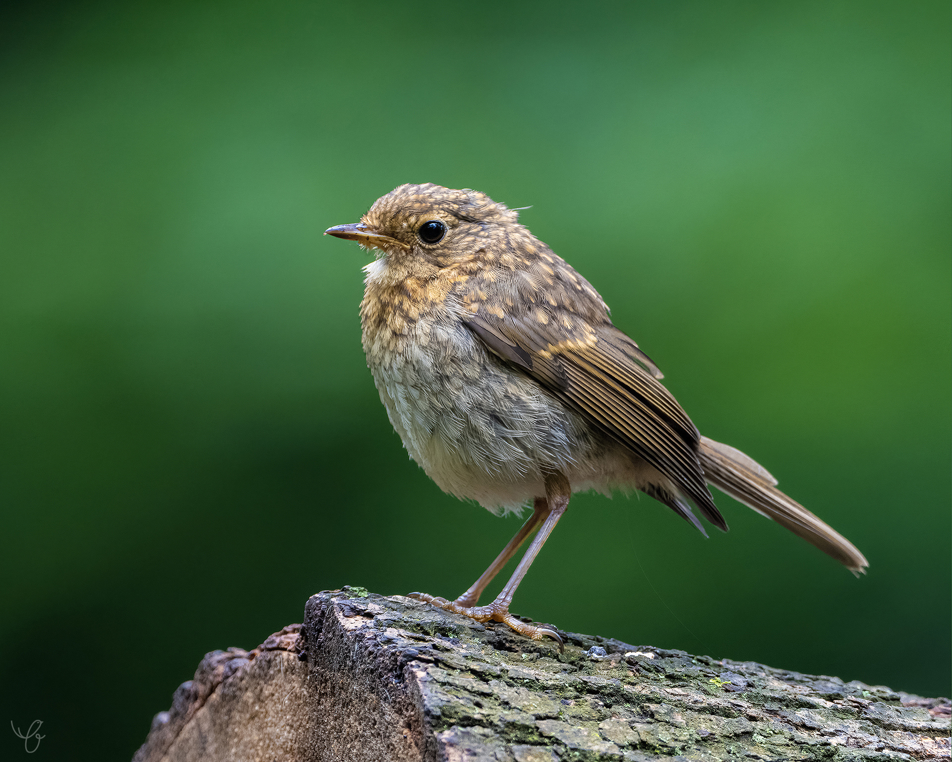 Junges Rotkehlchen auf einem Holzstamm, Juli 2021