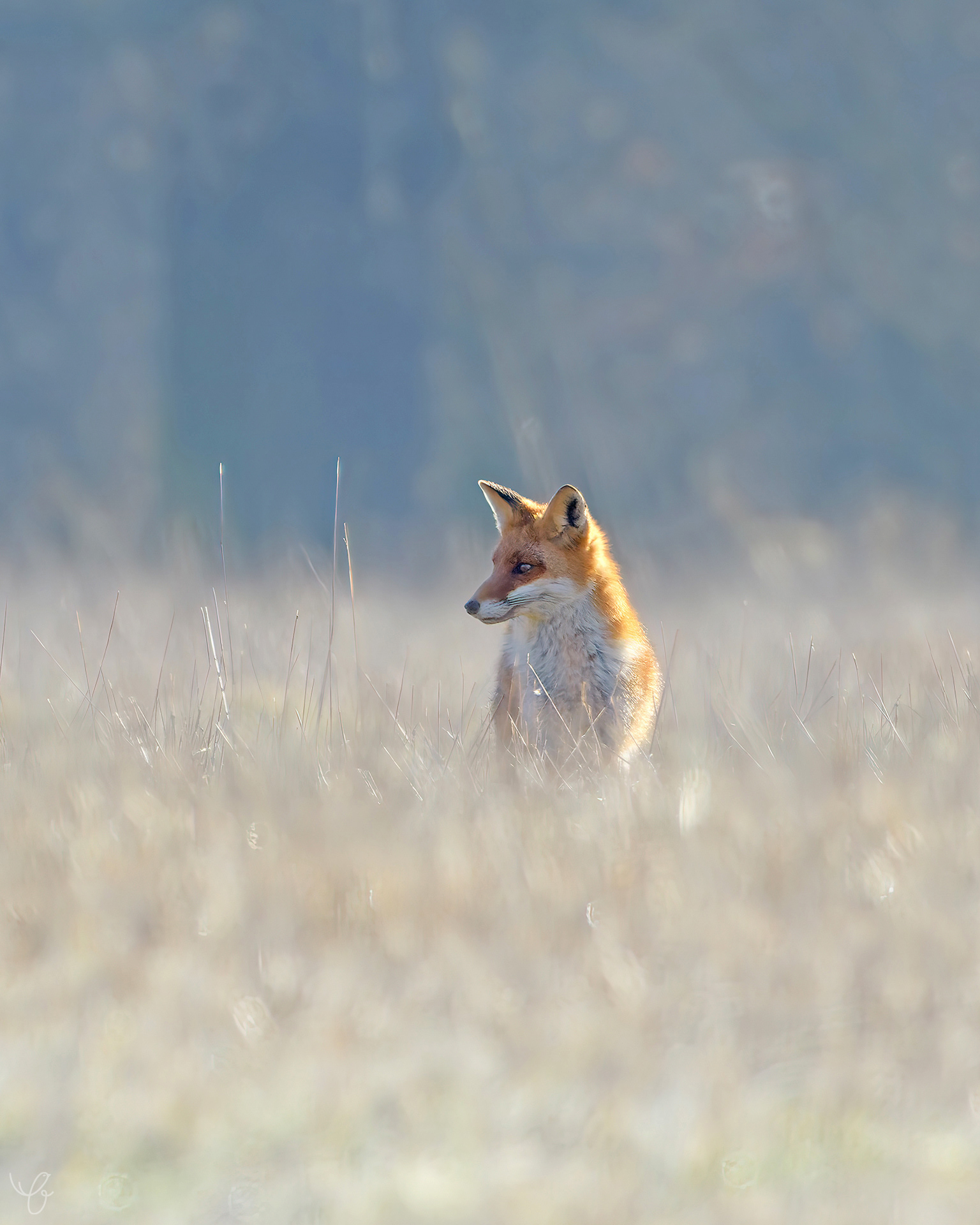 Rotfuchs, März 2021
