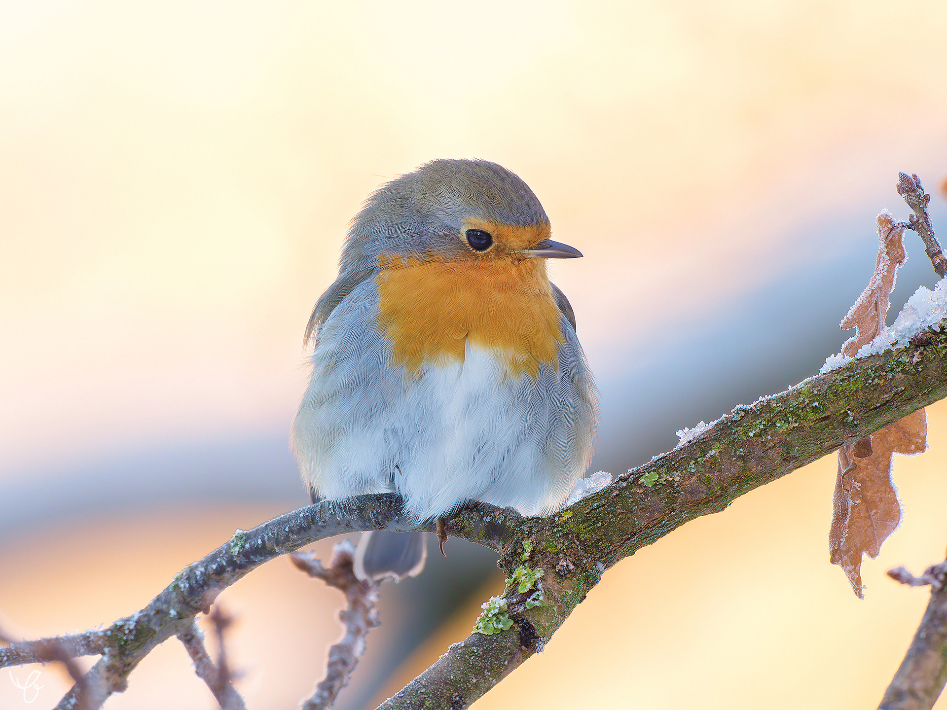Rotkehlchen im Schnee, Januar 2021