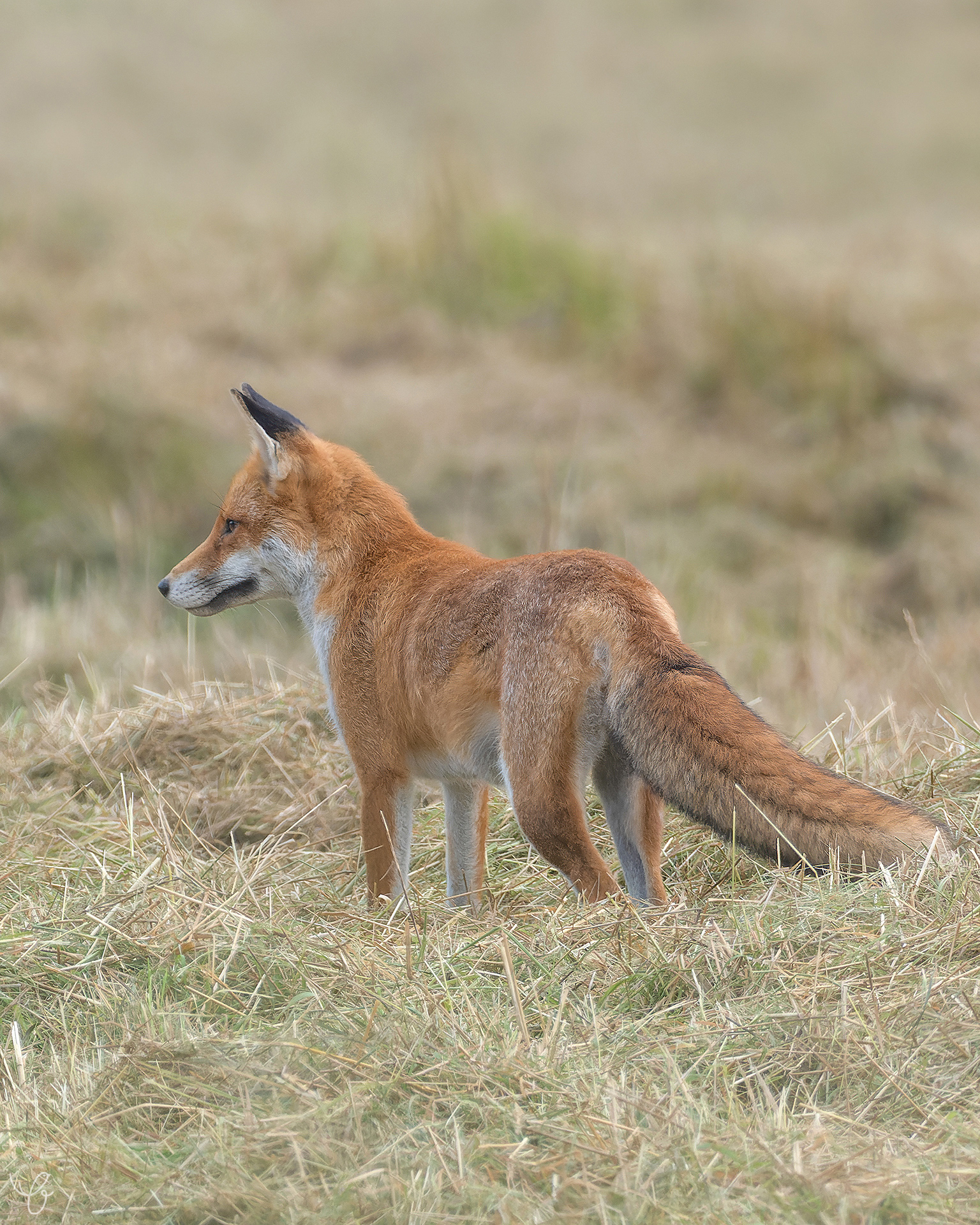 Rotfuchs, August 2021