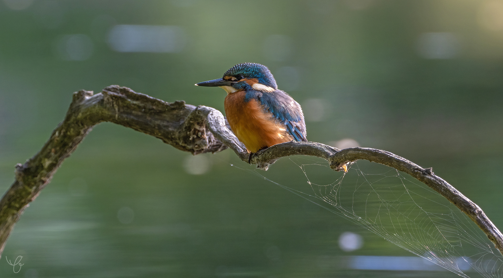 Eisvogel auf einem wassernahen Ast,