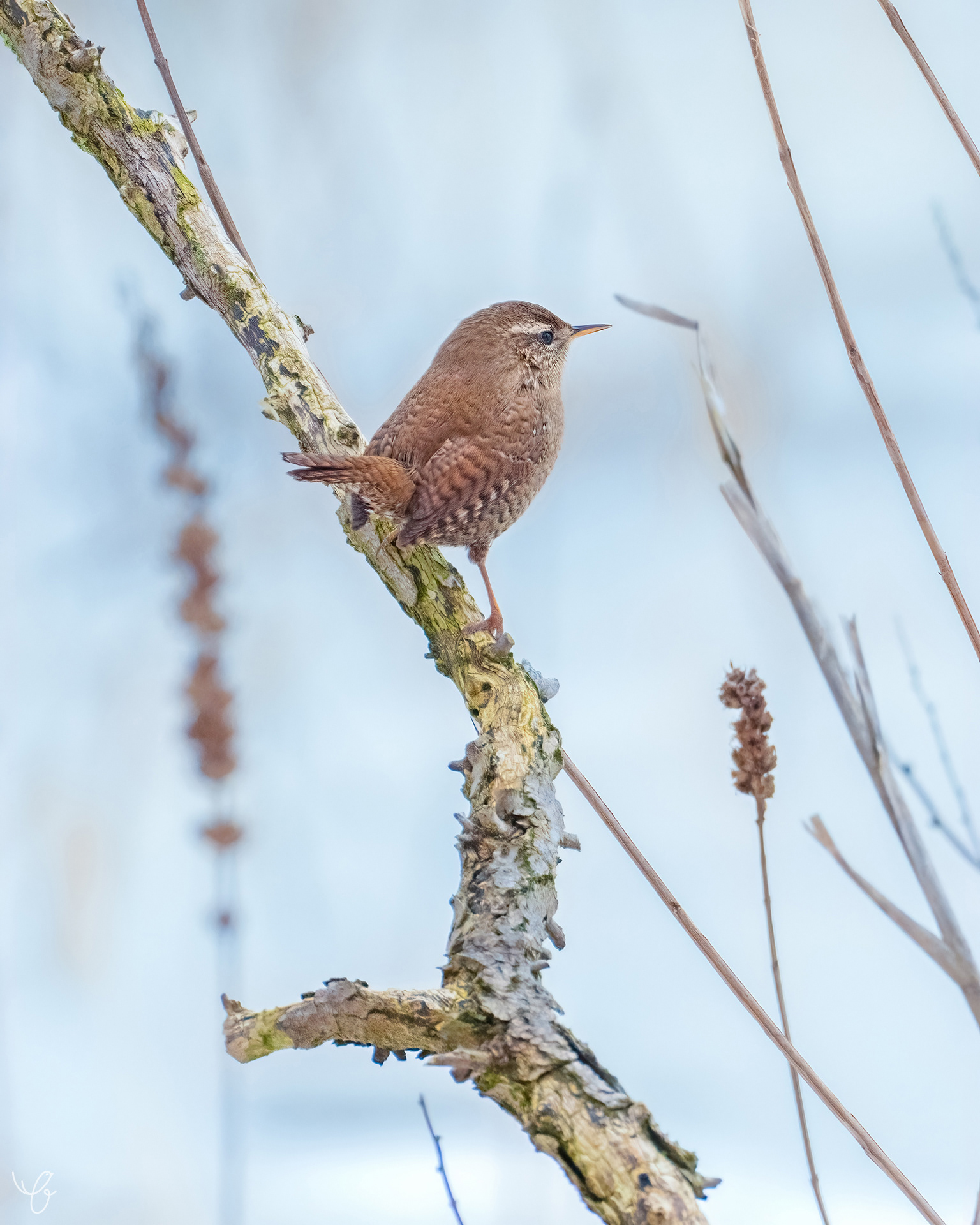 Schneekönig, Februar 2021