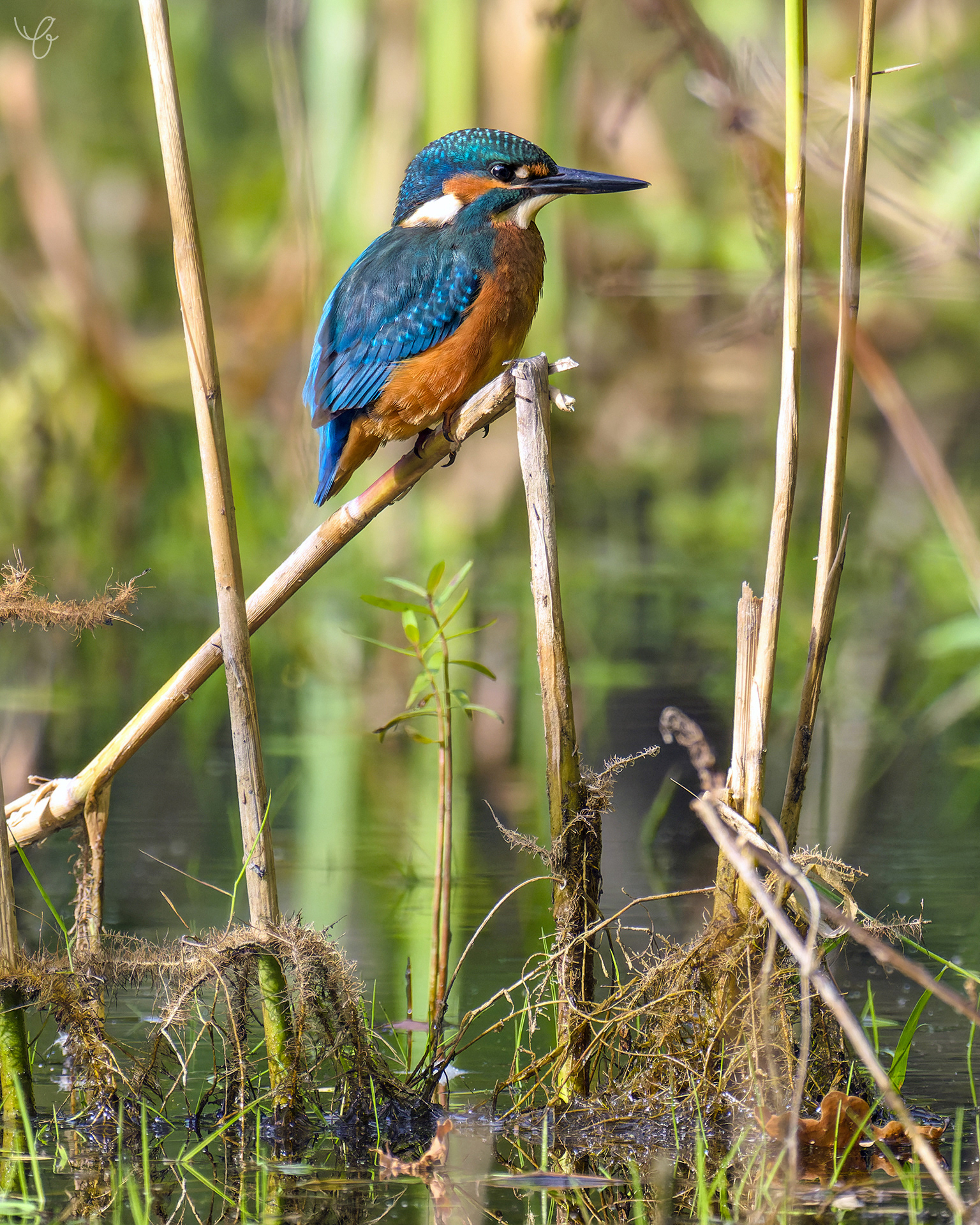 Eisvogel im Revier, September 2021