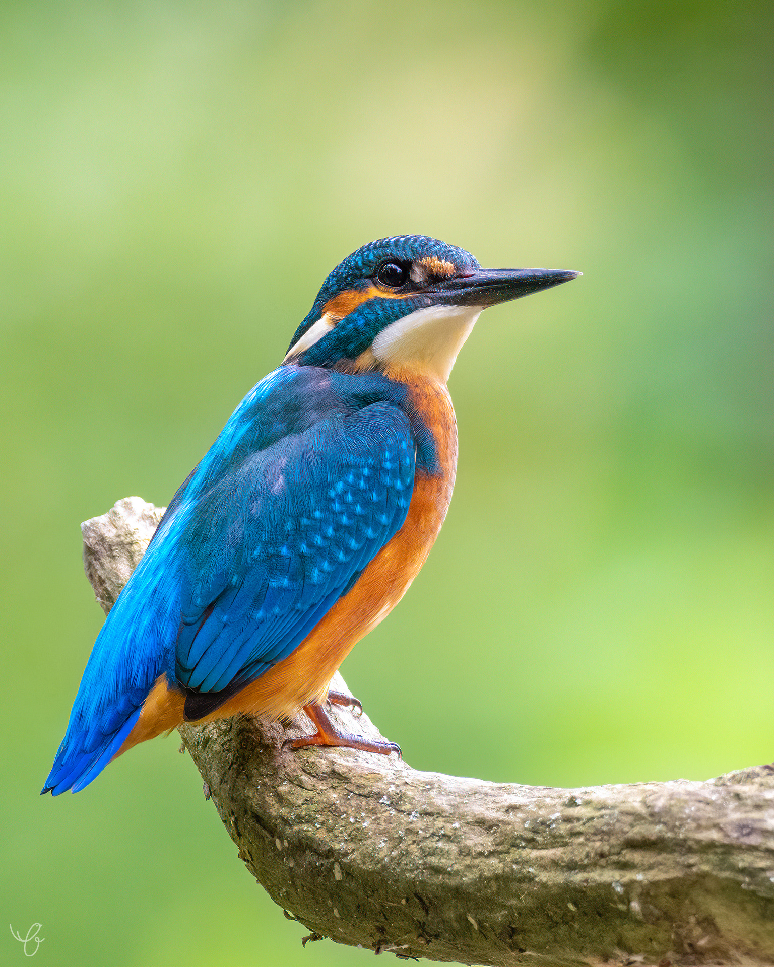 Eisvogelmännchen auf seiner Sitzwarte, September 2020