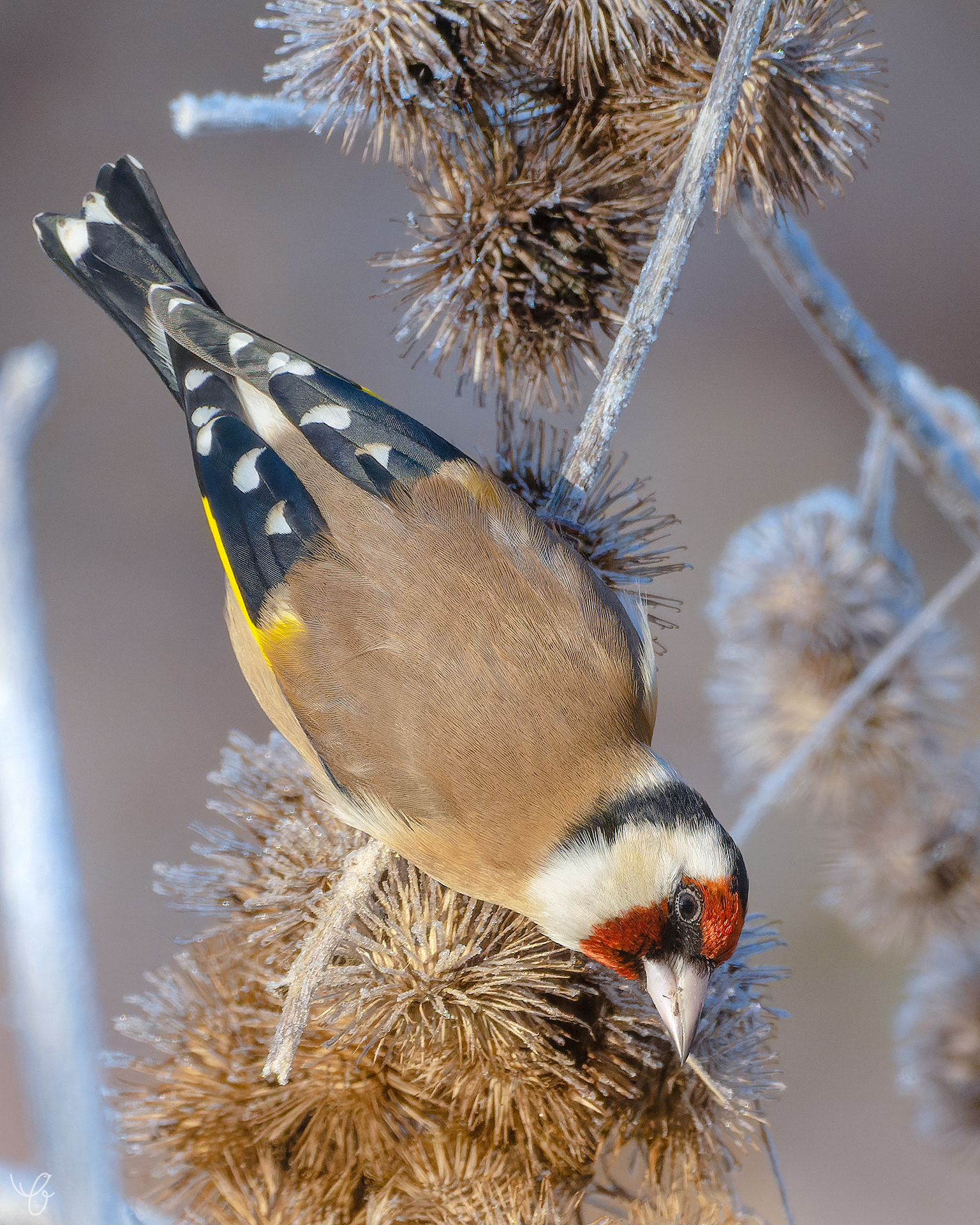 Stieglitzweibchen frisst Samen der Distel, Dezember 2021