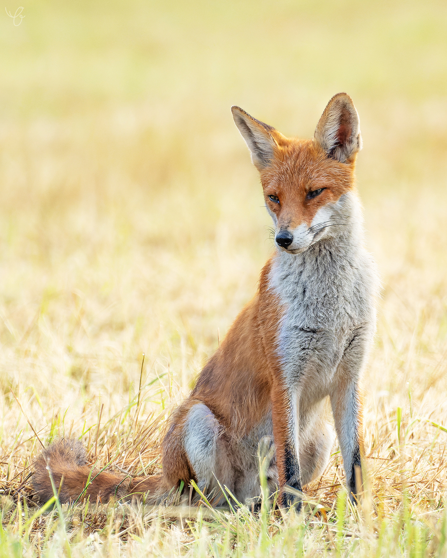 Junger Rotfuchs, Juli 2021