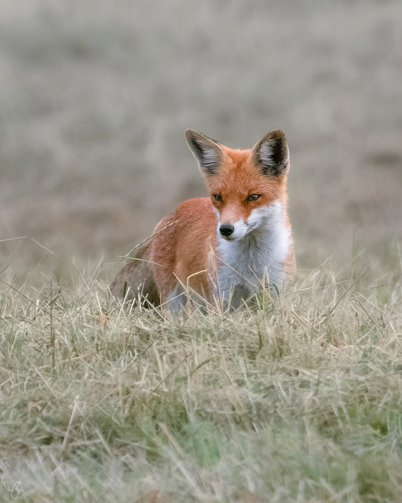 Rotfuchs, August 2021