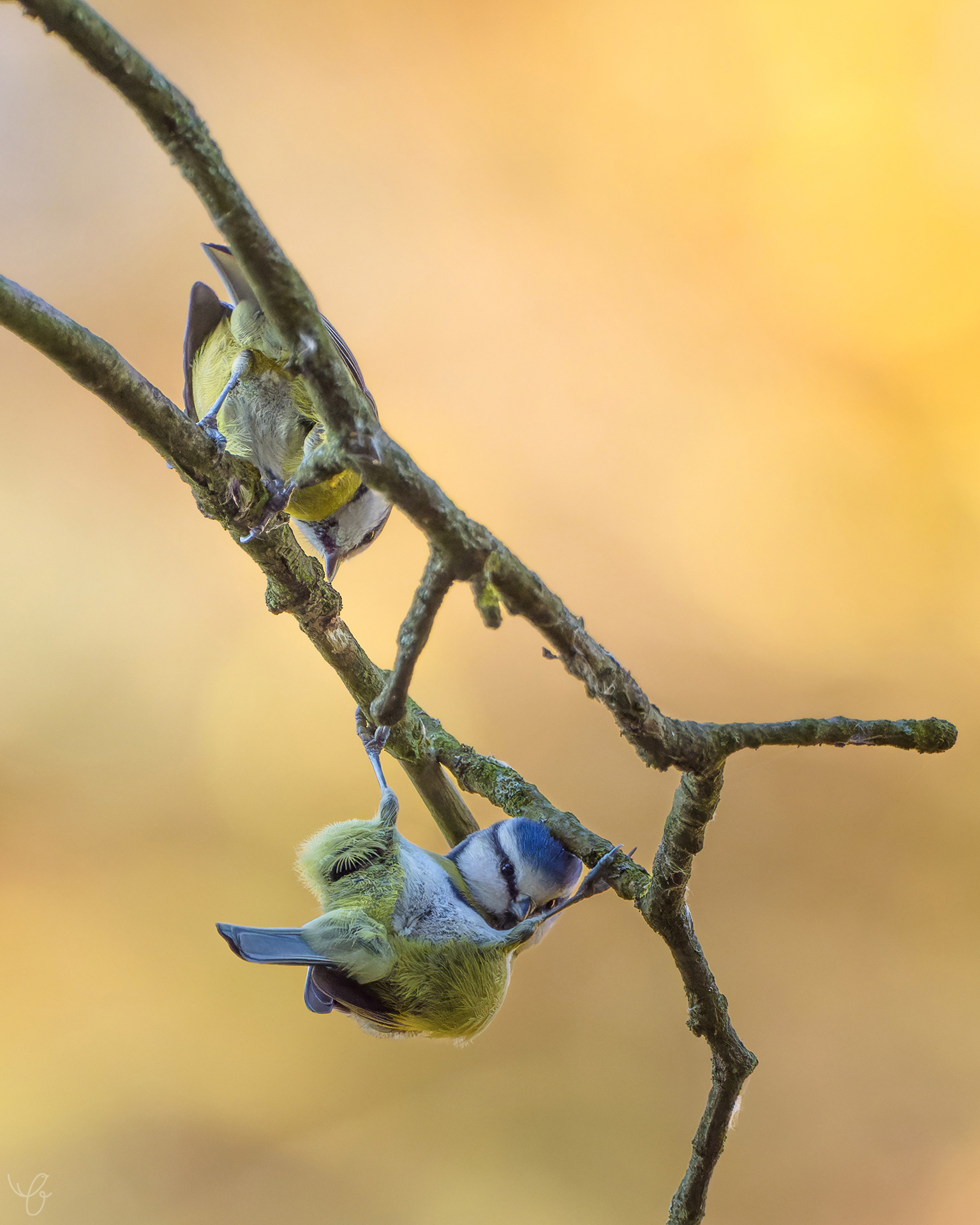 Blaumeisen bei der Futtersuche, Oktober 2021