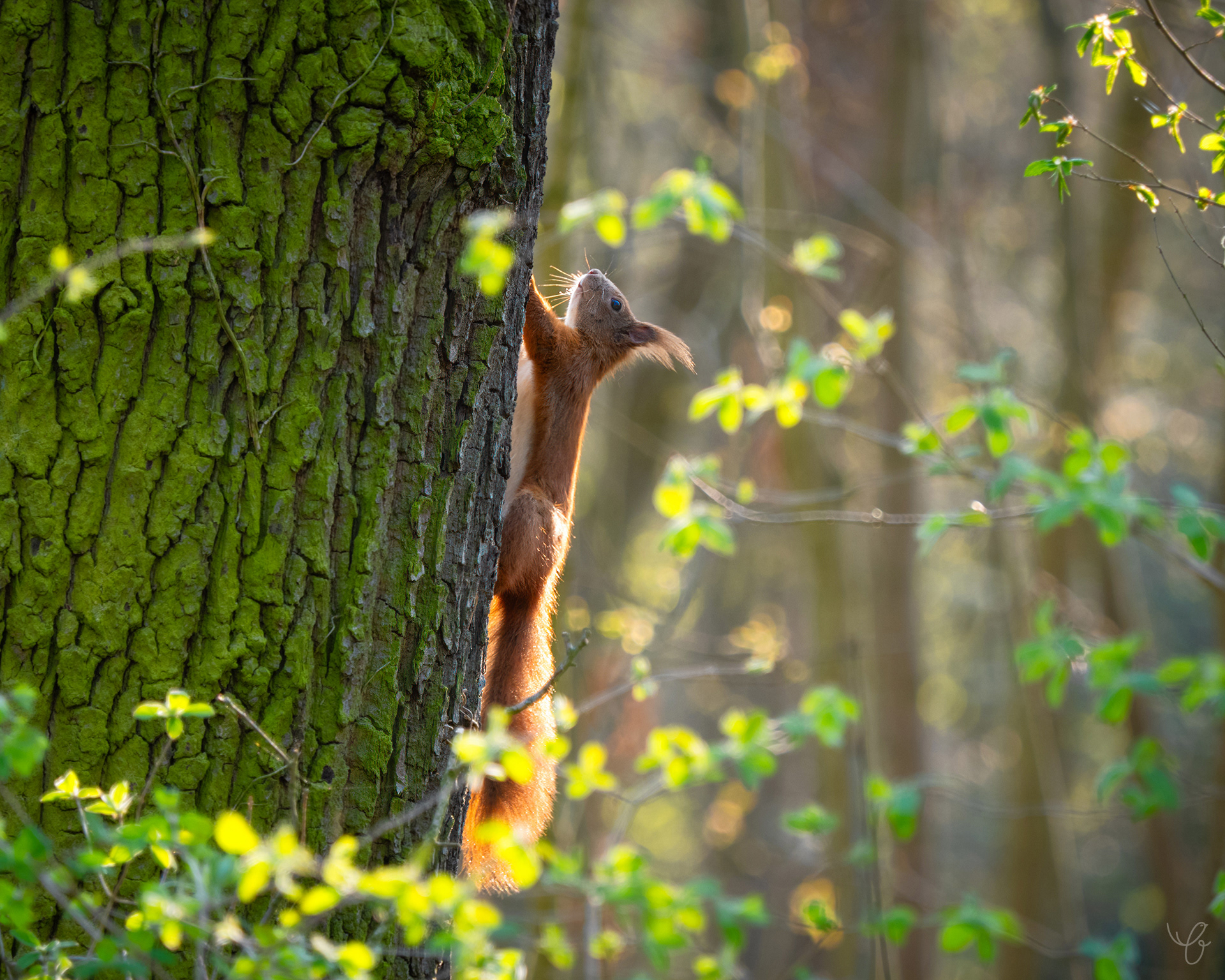 Rotes Eichhörnchen am Baum, April 2020