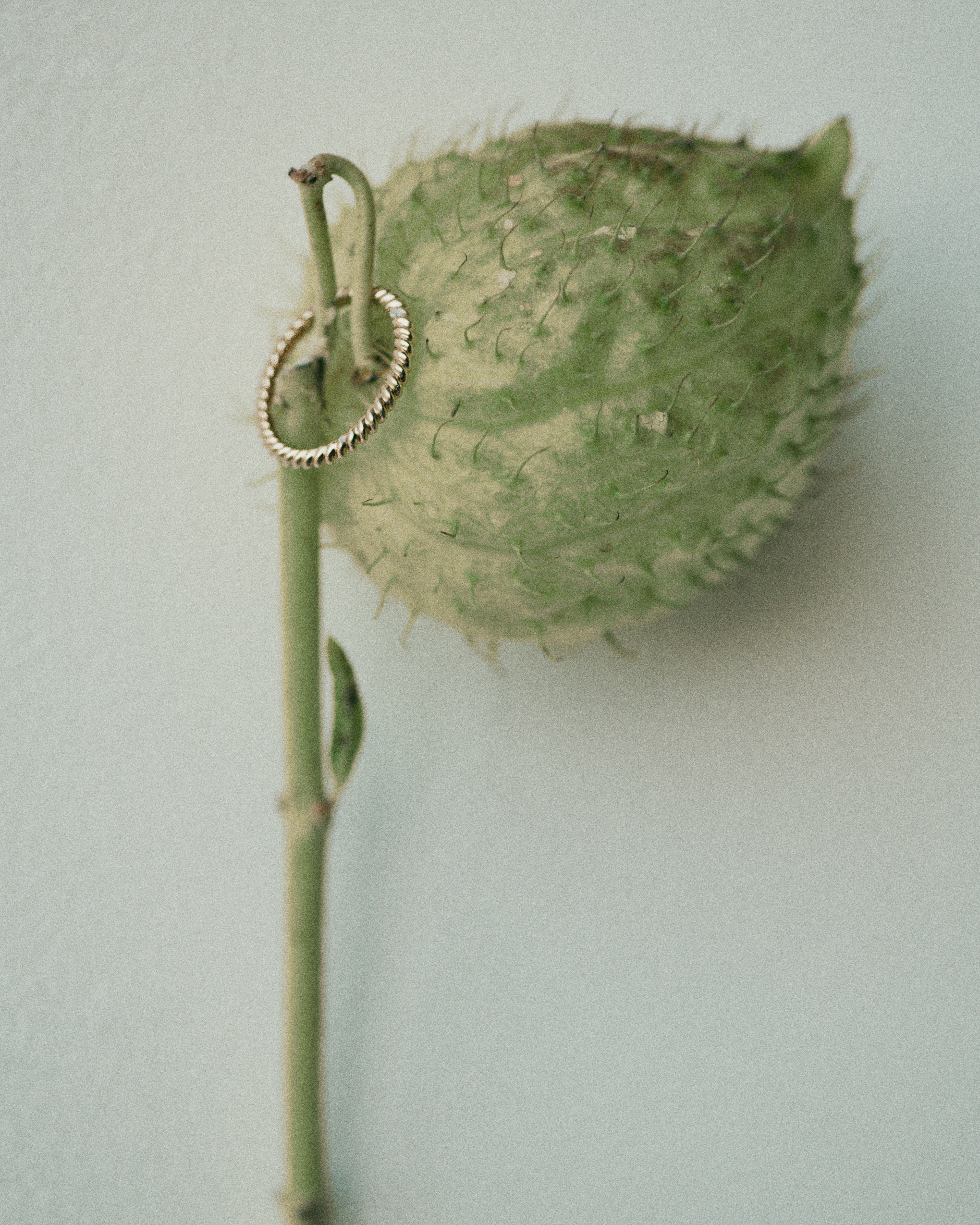 photo: Paul Bellaart