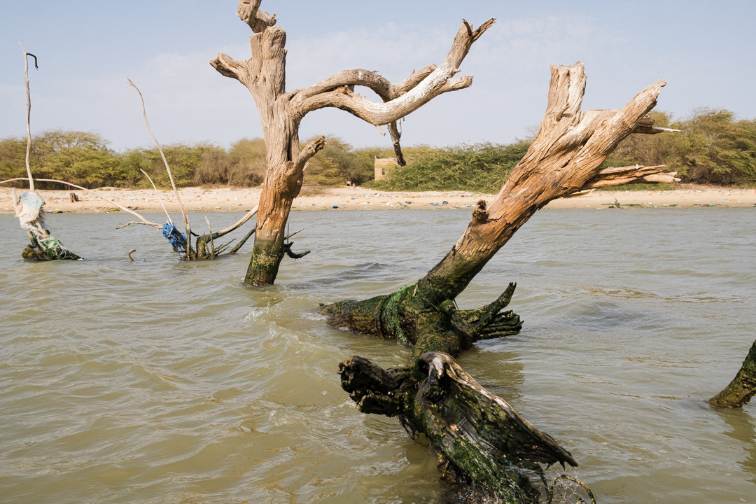 Doune Baba Dieye. A tree stands where once was the center of the village.