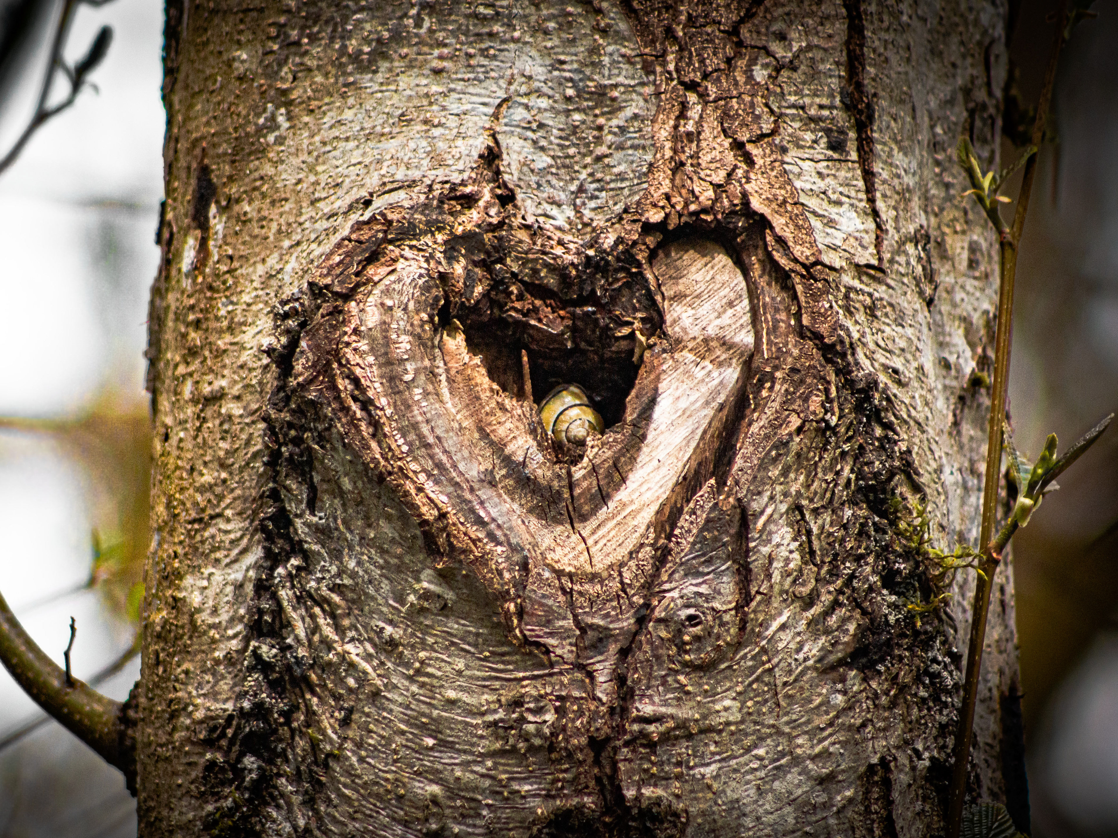 Home is where the heart is. 