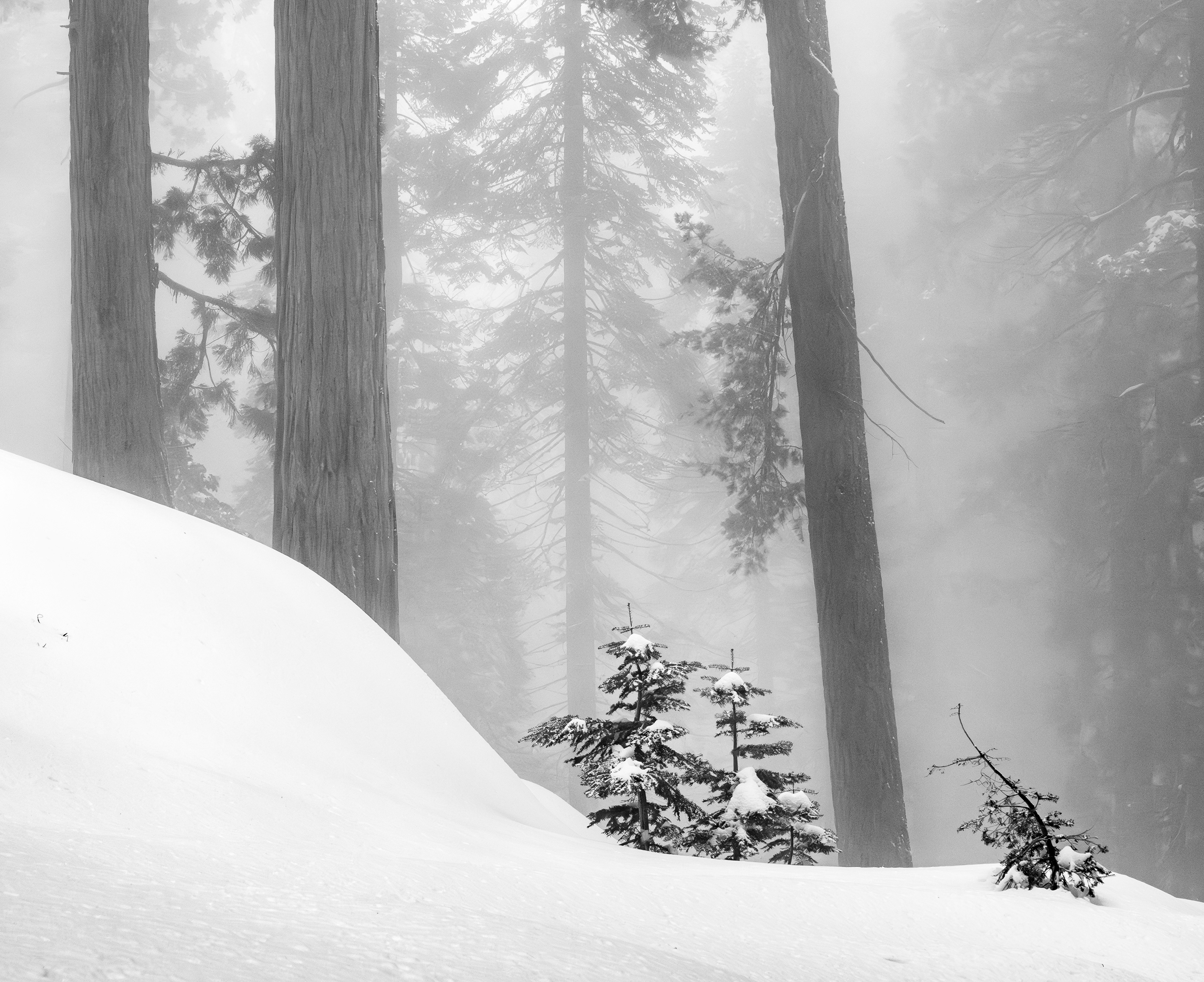A Winter Scene in Giant Forest