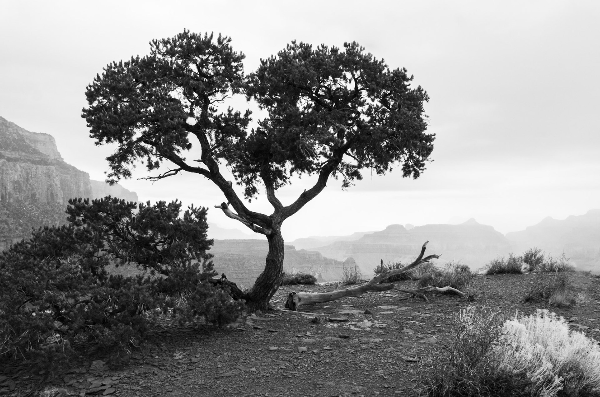 Life in the Canyon
