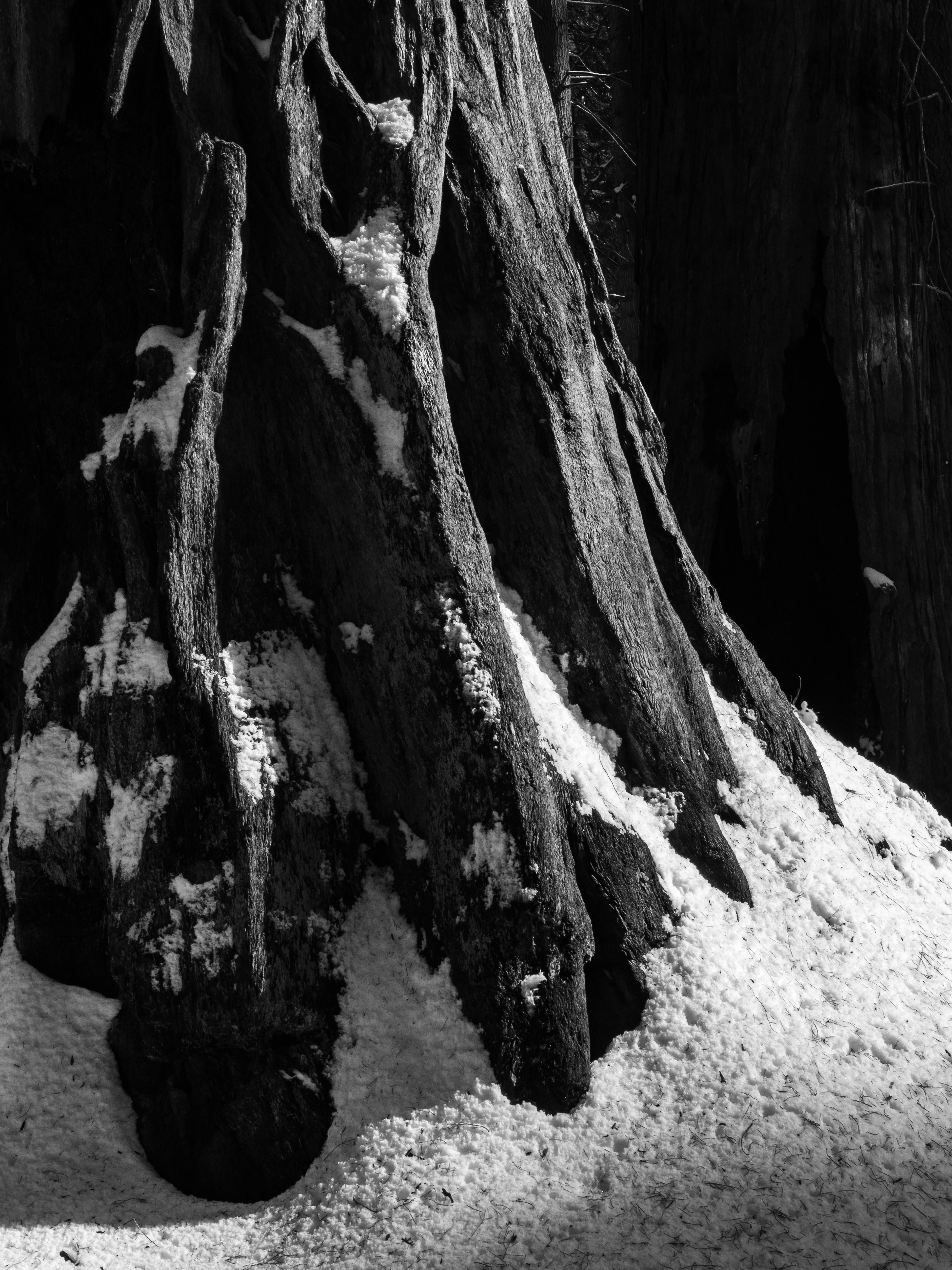 Light and Snow on Sequoia Bark