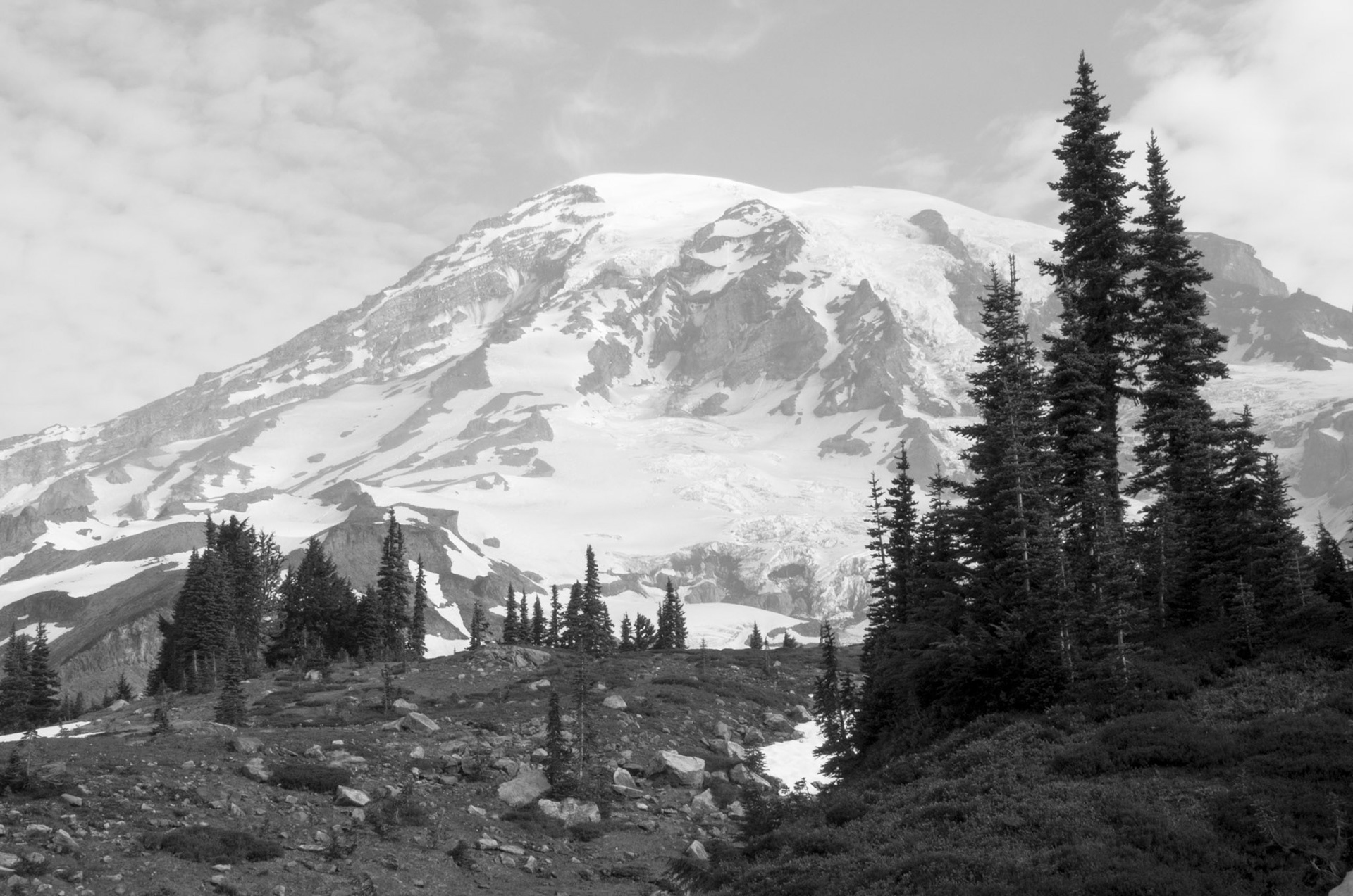 Trees on the Way to Mount Rainier