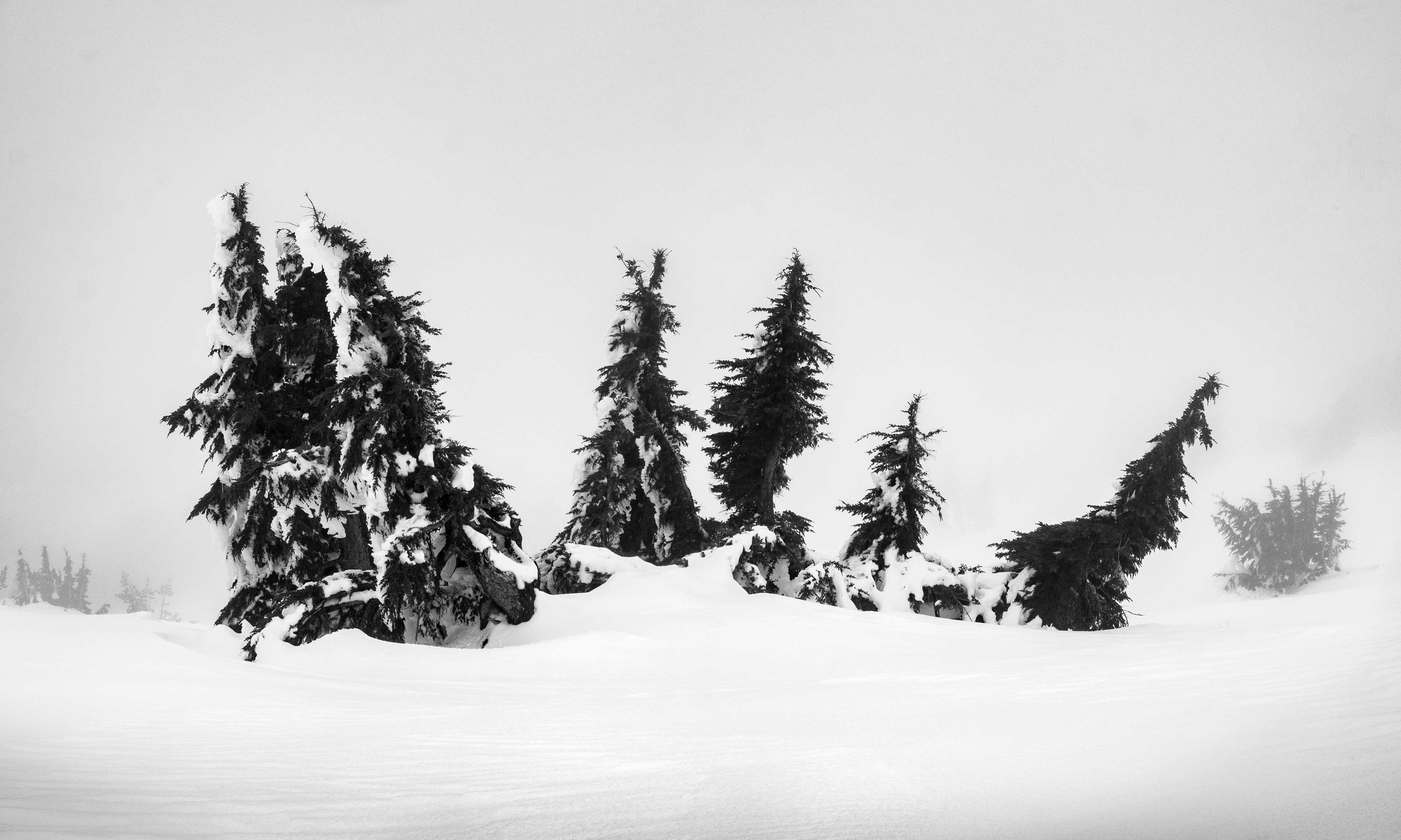A Line of Trees in a Snowdrift