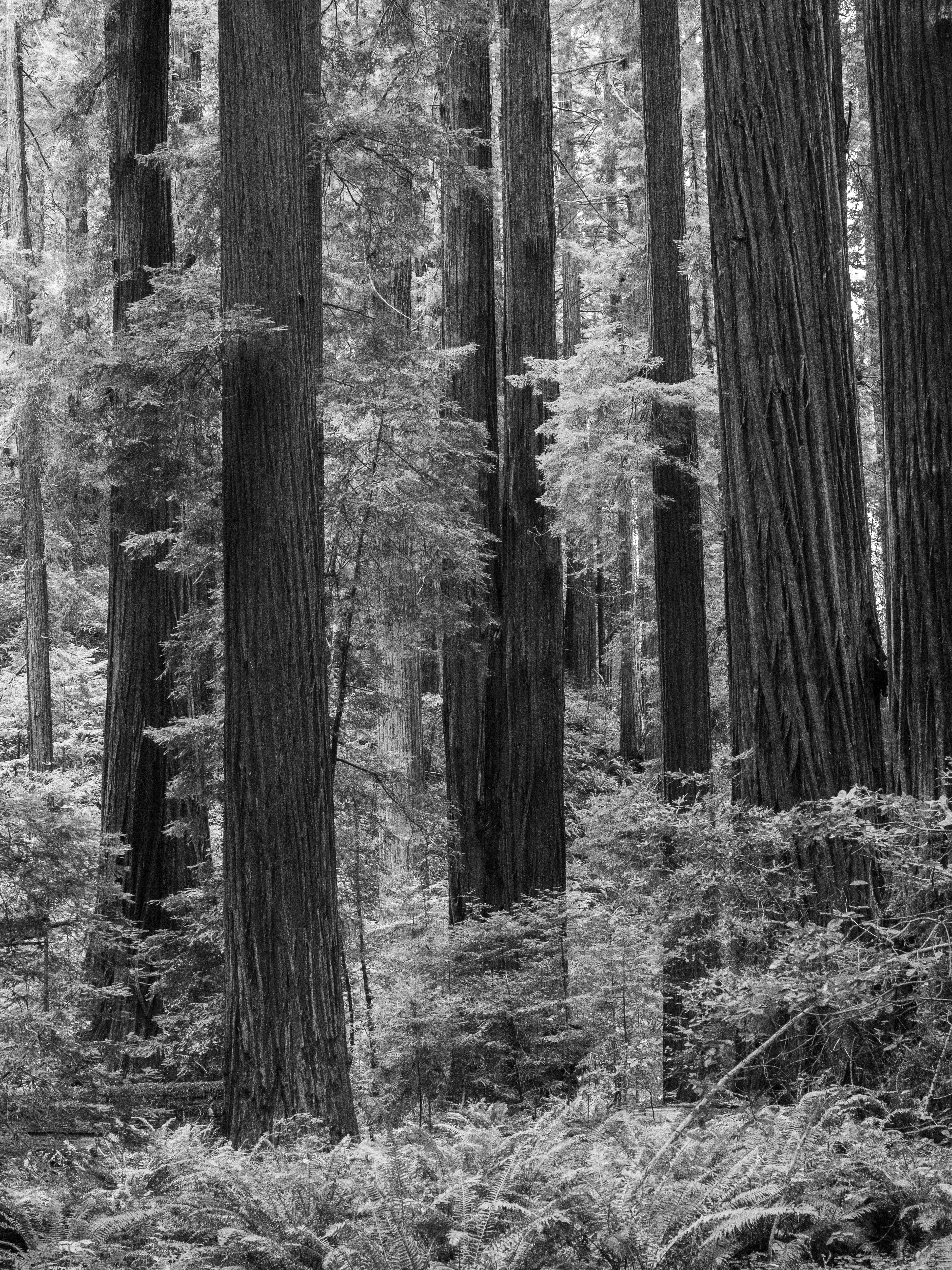 Within a Redwood Grove