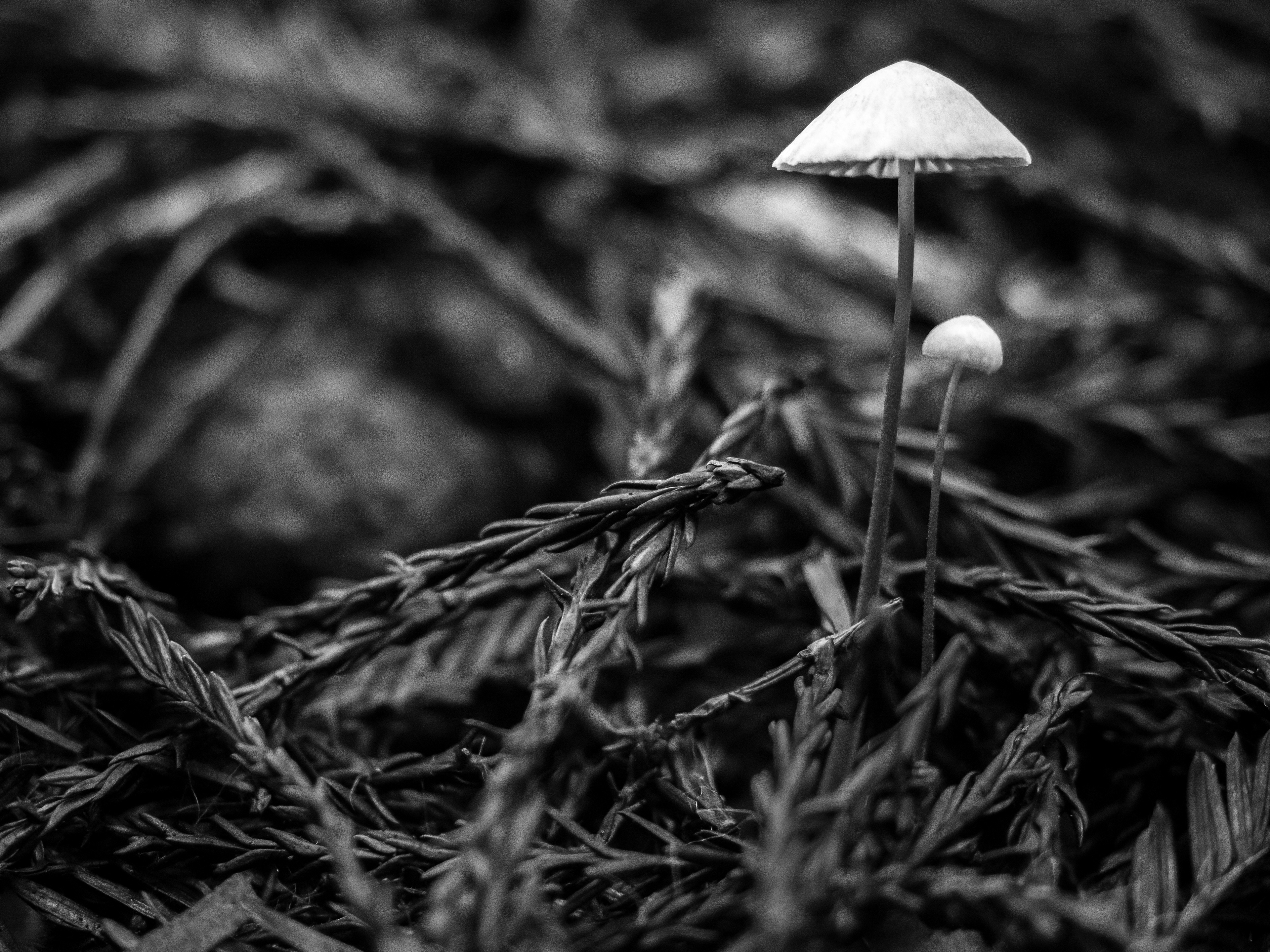 A Pair of Mushroom on the Forest Floor