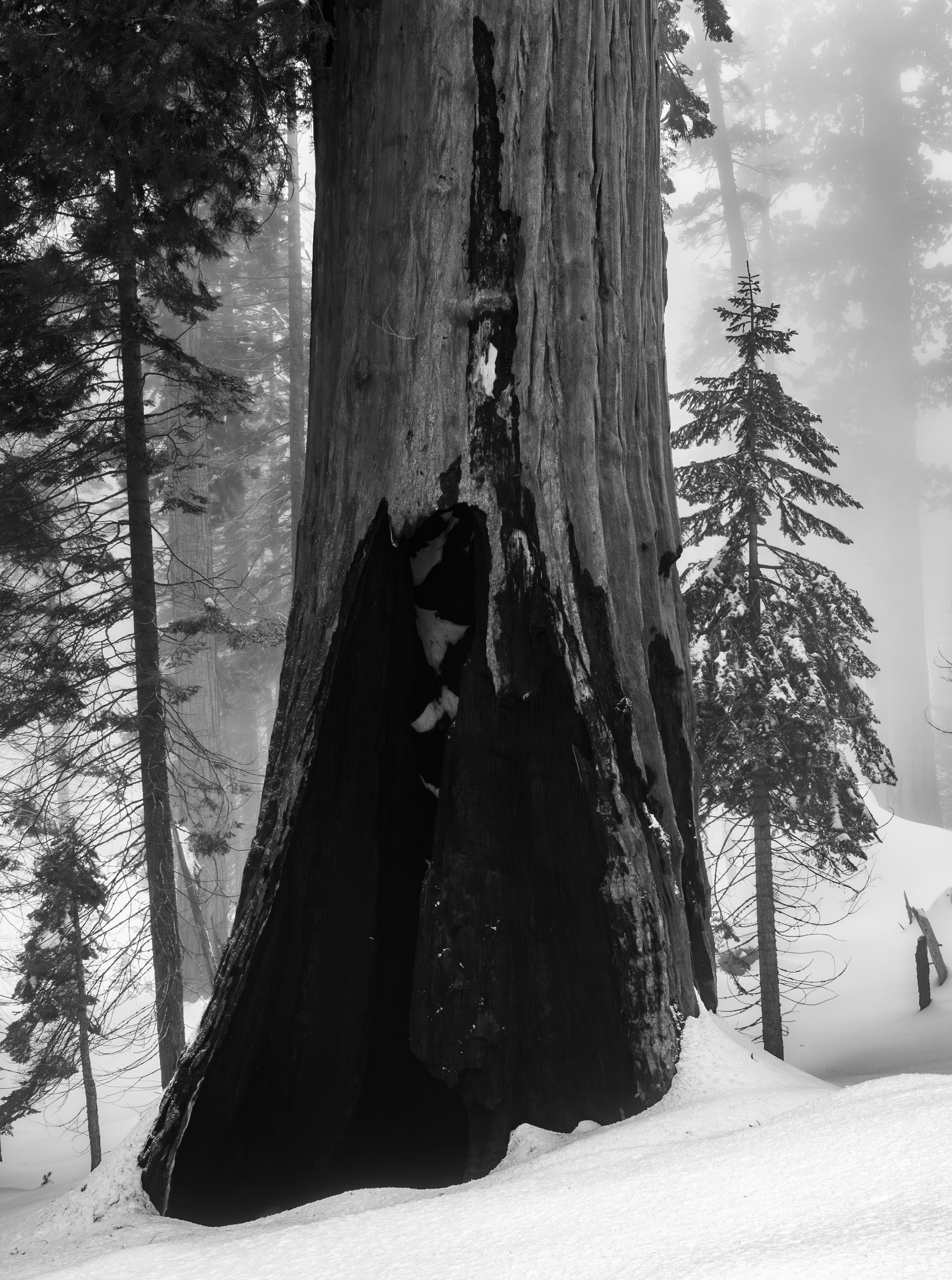New Growth Beside Fire Scarred Old Growth