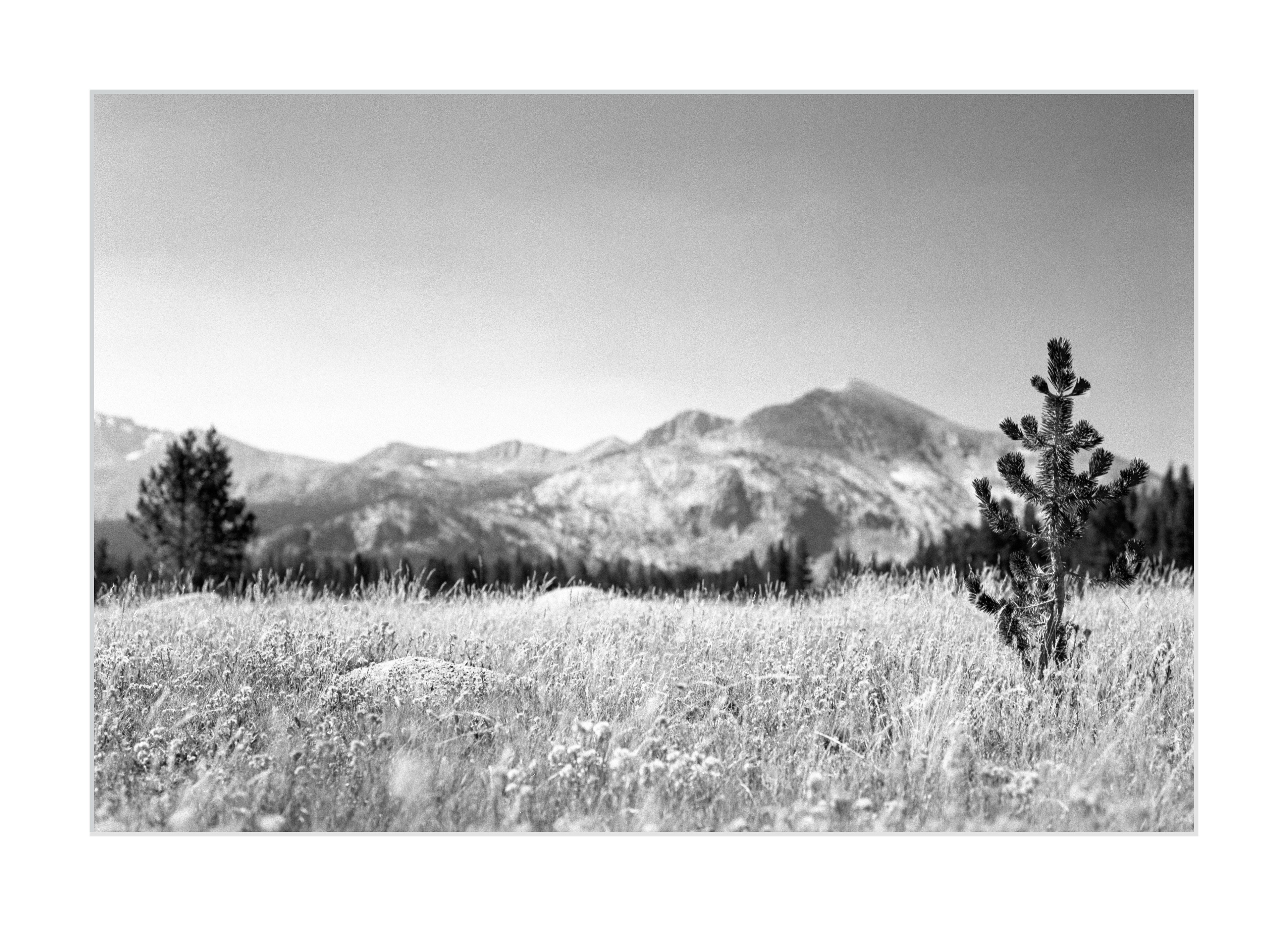 A Sapling in Dana Meadows