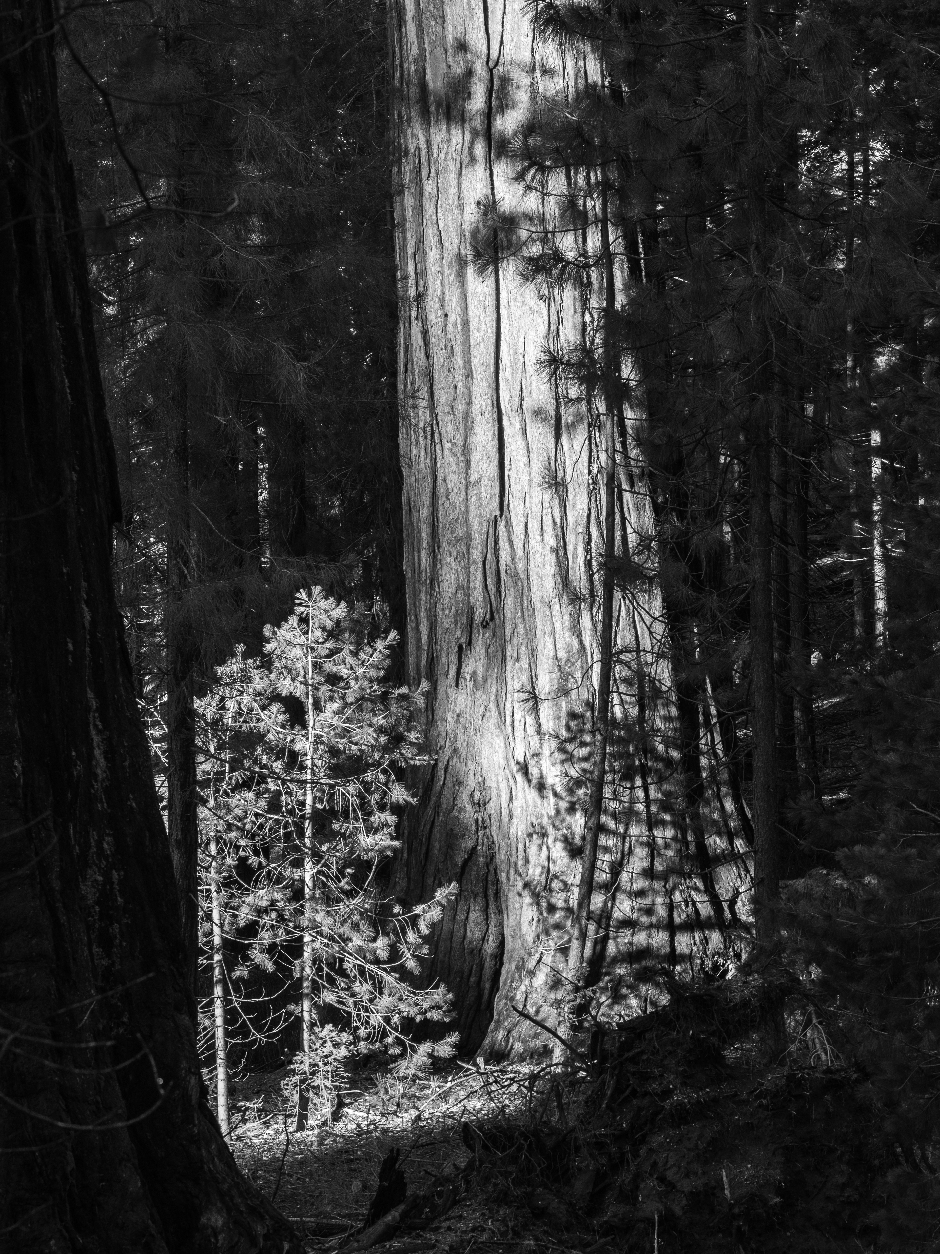 Light on a Small Tree Beside an Old Growth Giant Sequoia