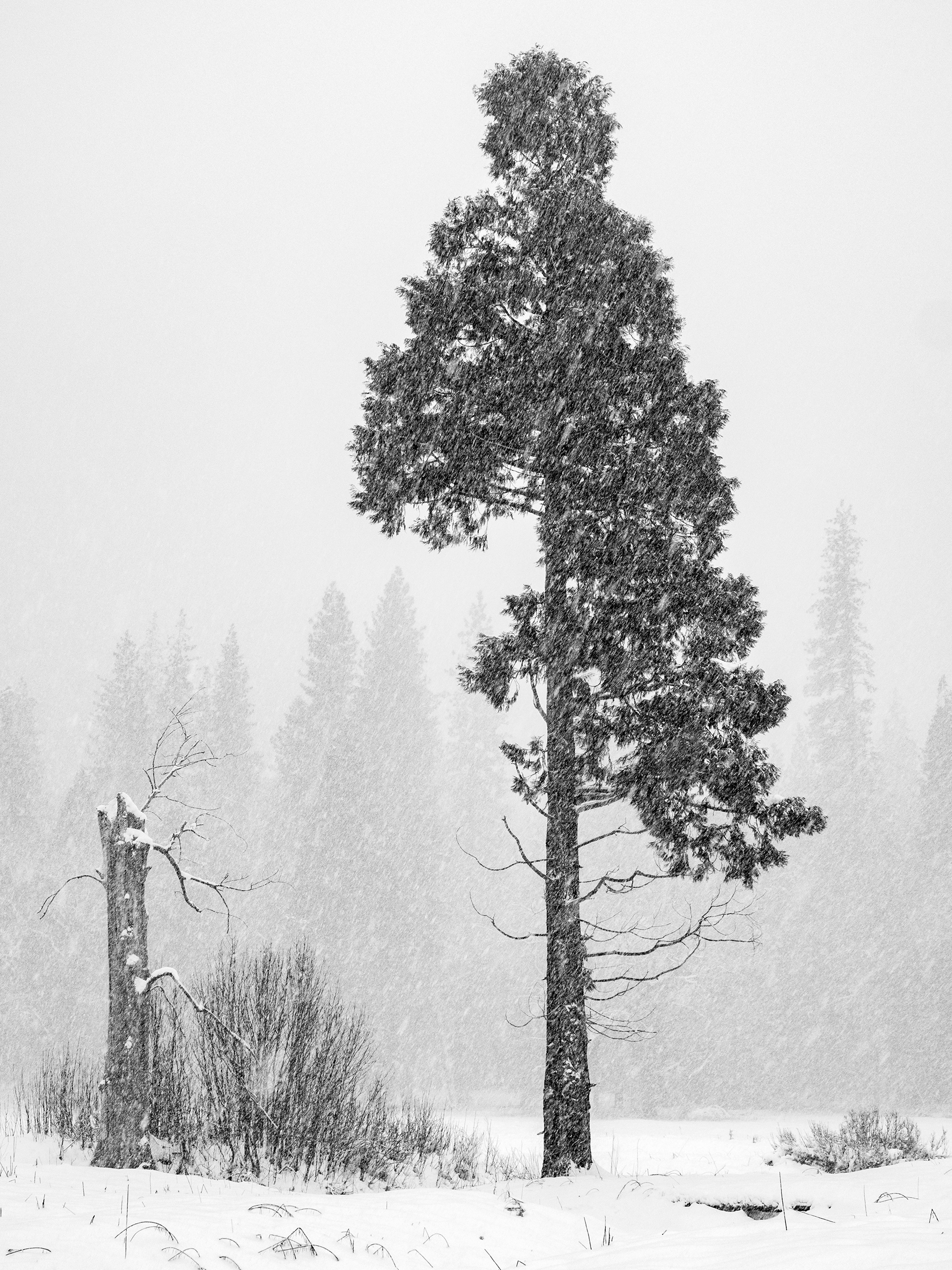 A Tree in a Blizzard