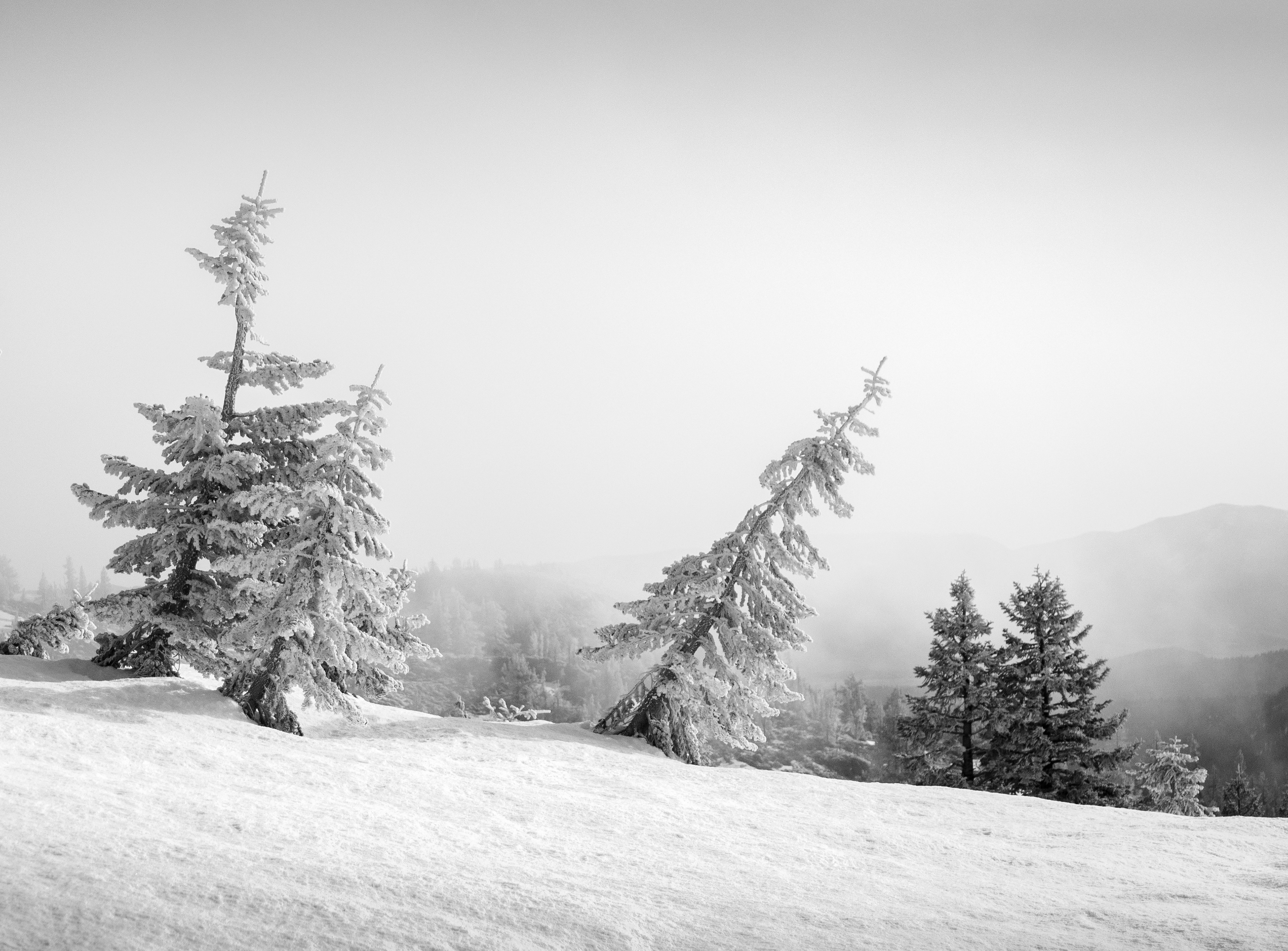 Frosted Trees on San Joaquin Ridge