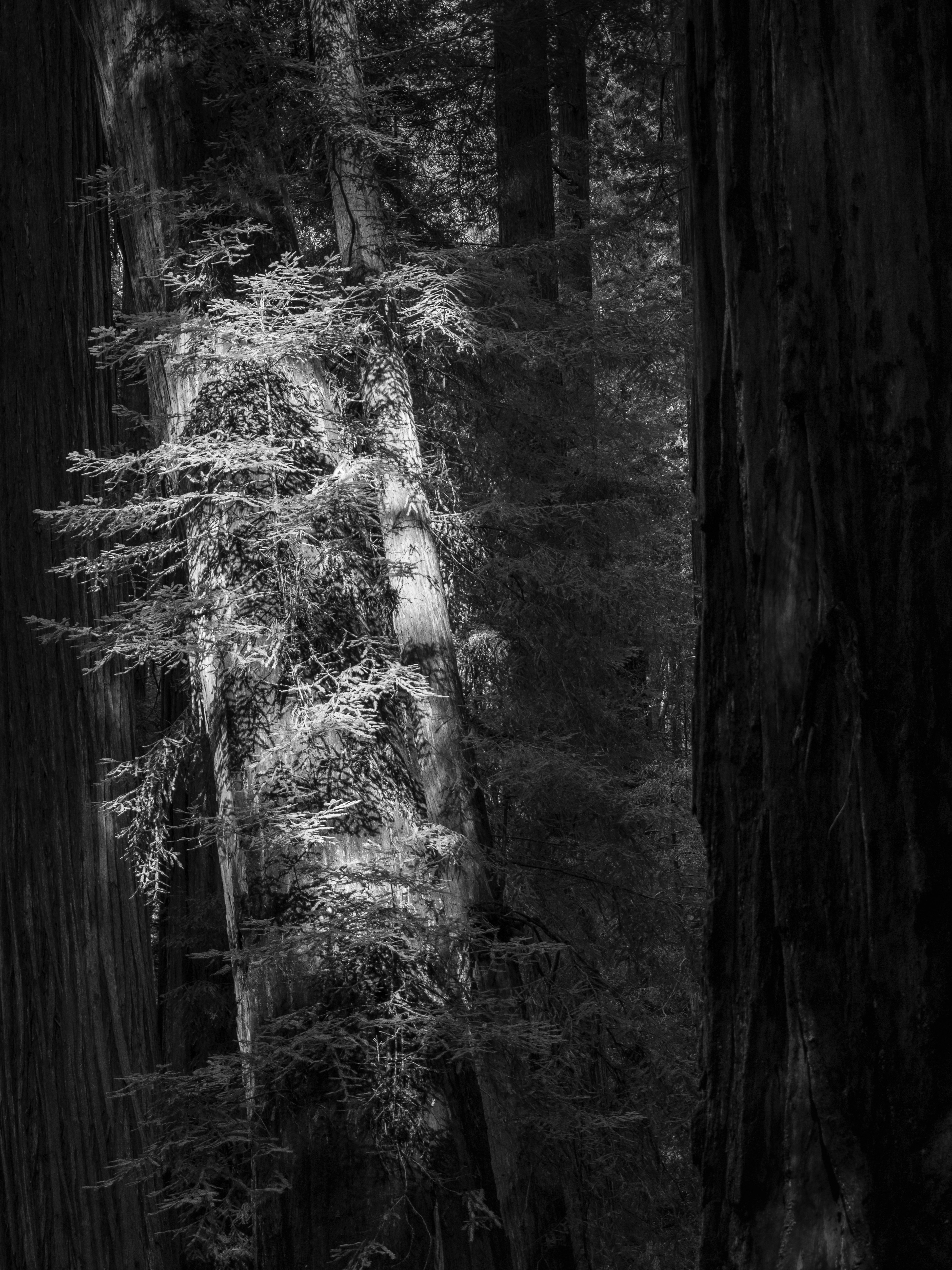 An Ilumminated Young Tree