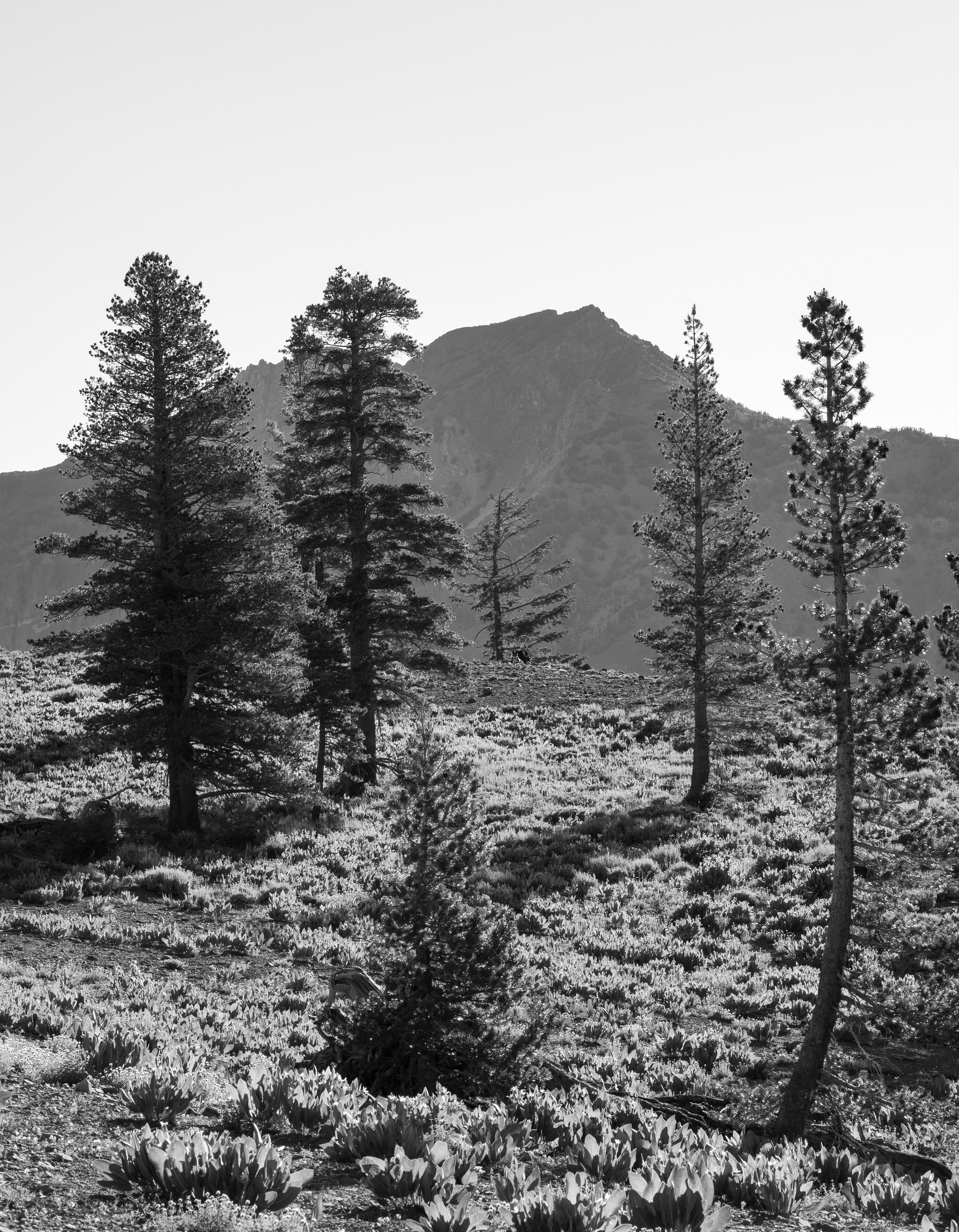 Silver Peak