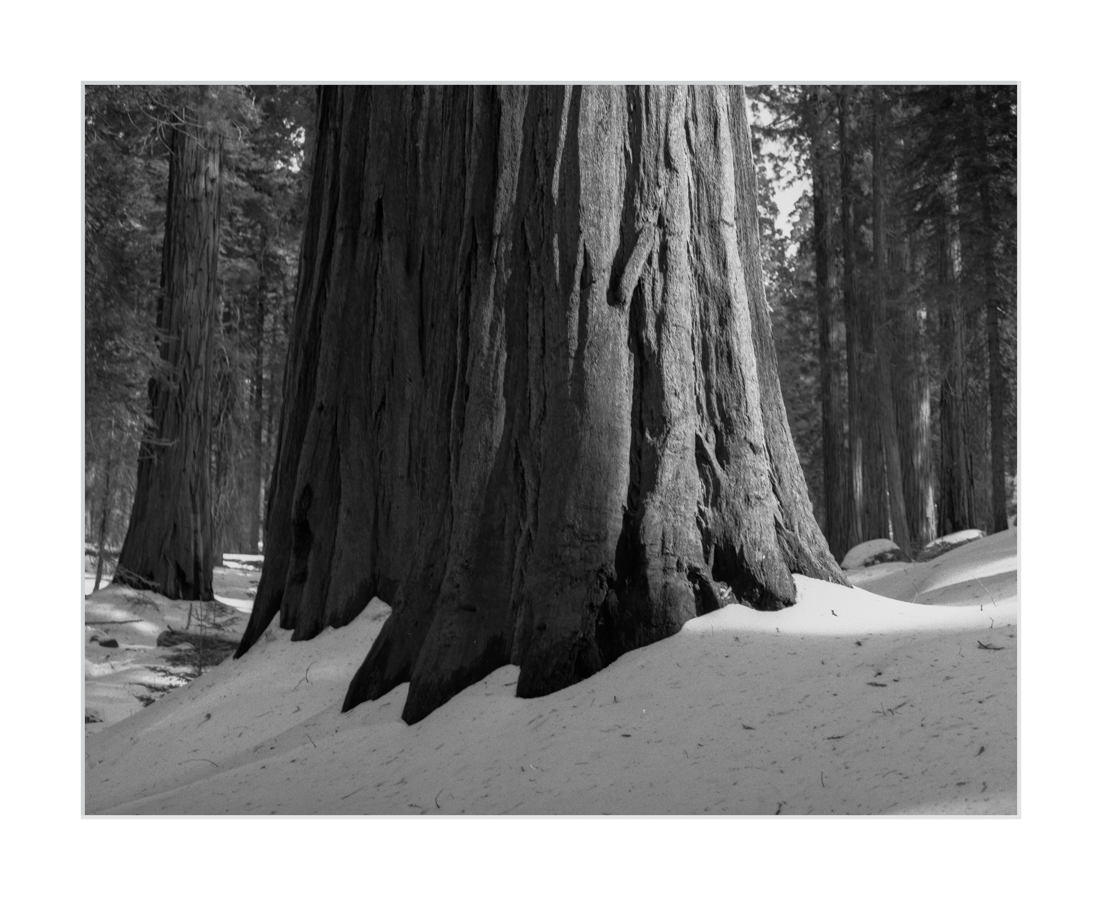 A Sequoia in Winter