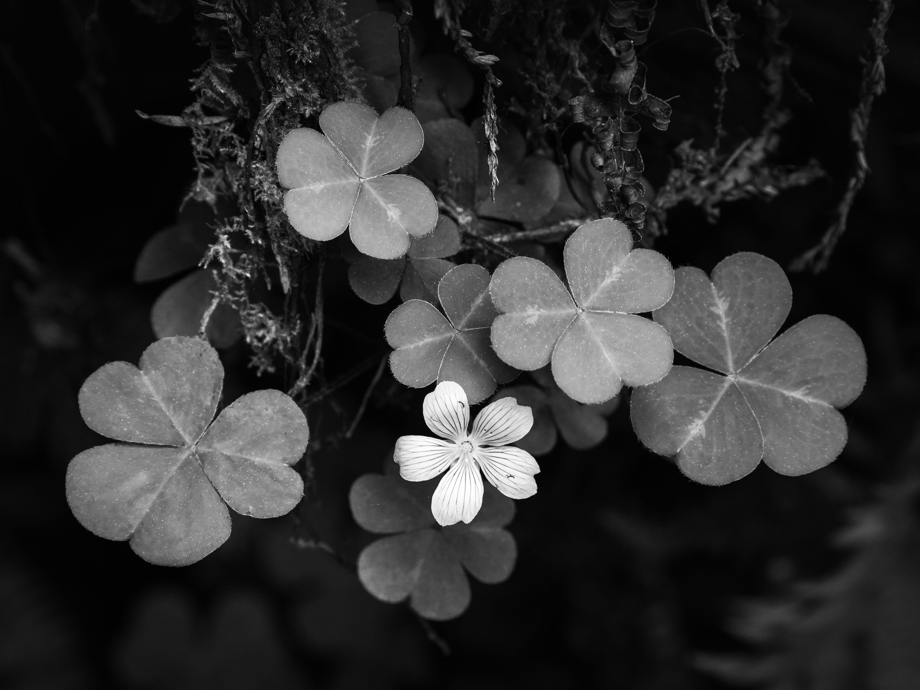Redwood Sorrel #2