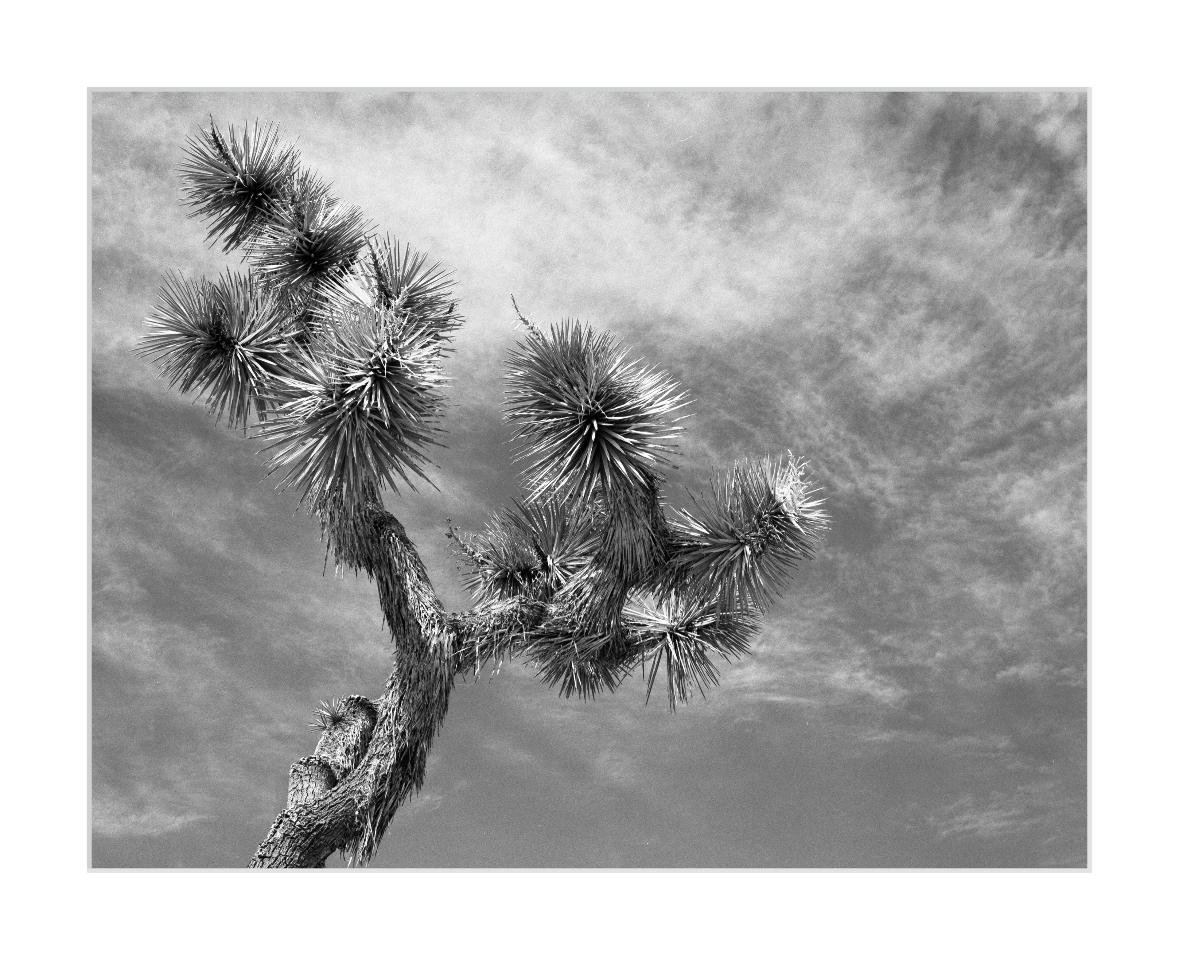 The Sky of Joshua Tree #1