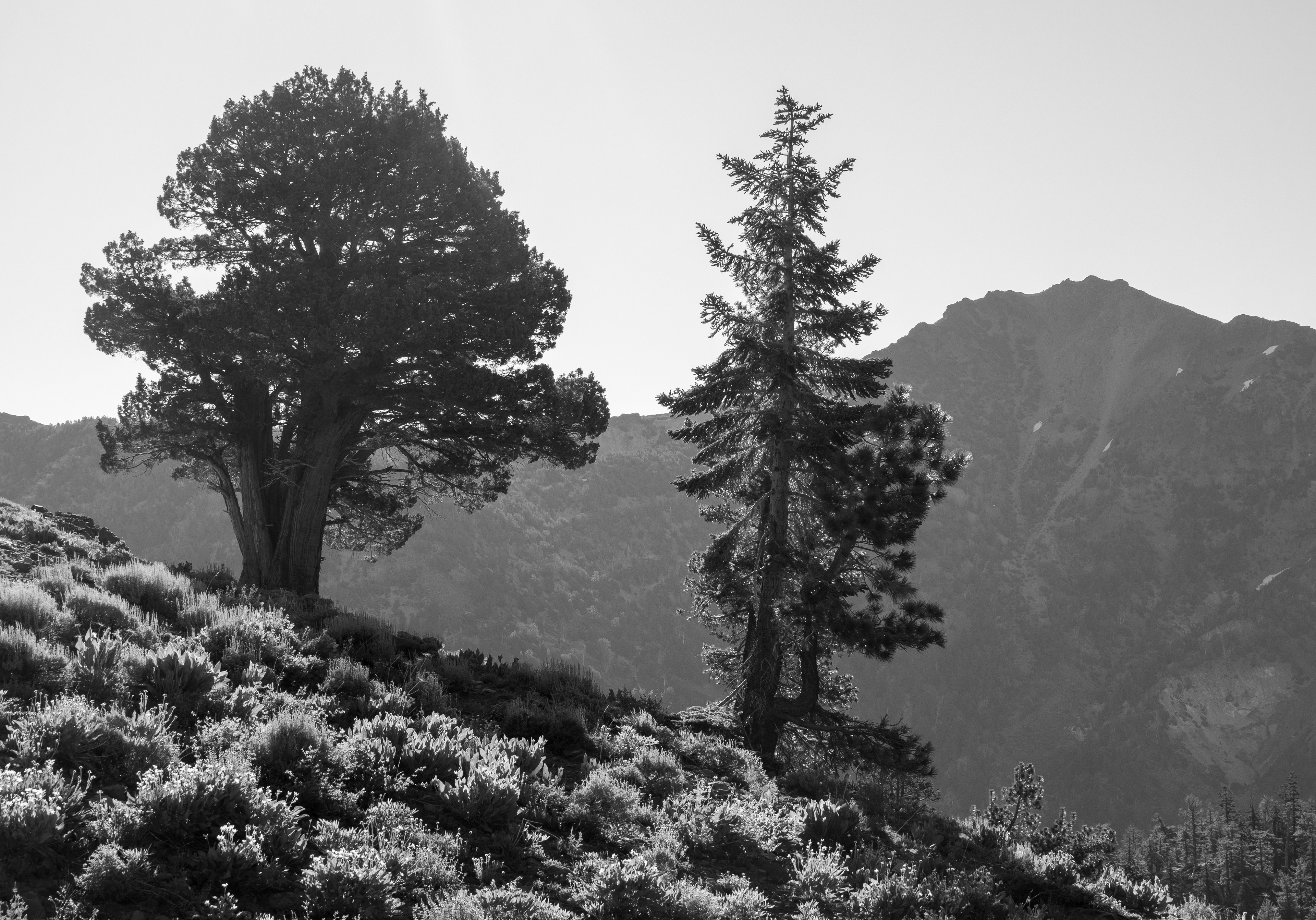 Along the Way to Highland Peak