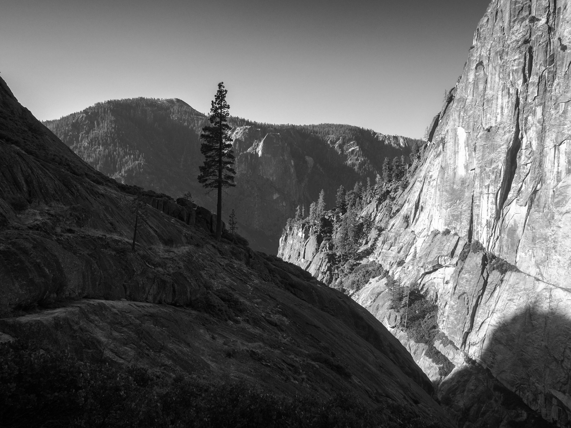 A Lone Tree Along the Upper Yosemite Falls Trail