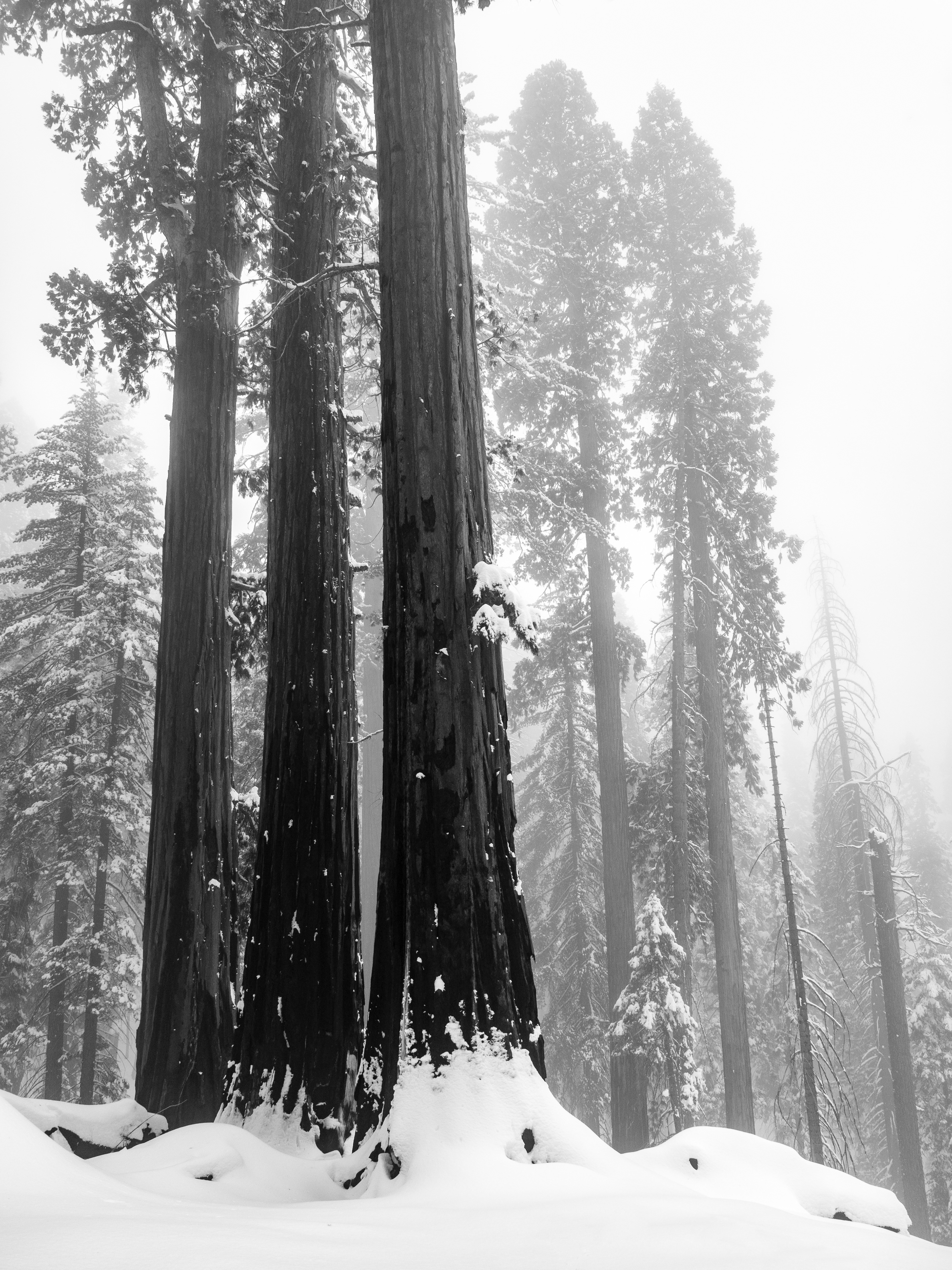 Old Growth Sequoias in the Fog