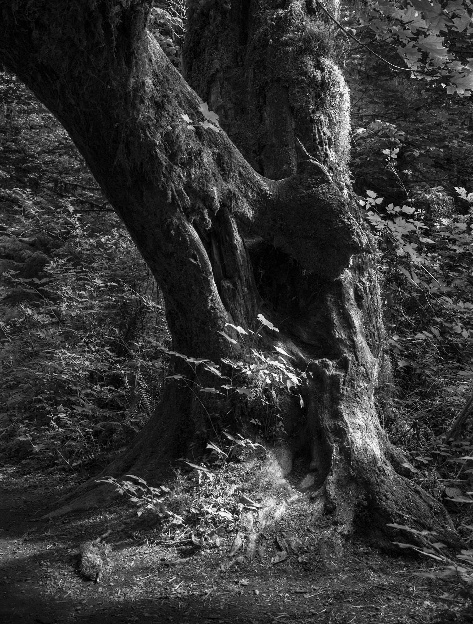 A Tree in the Hoh Rain Forest