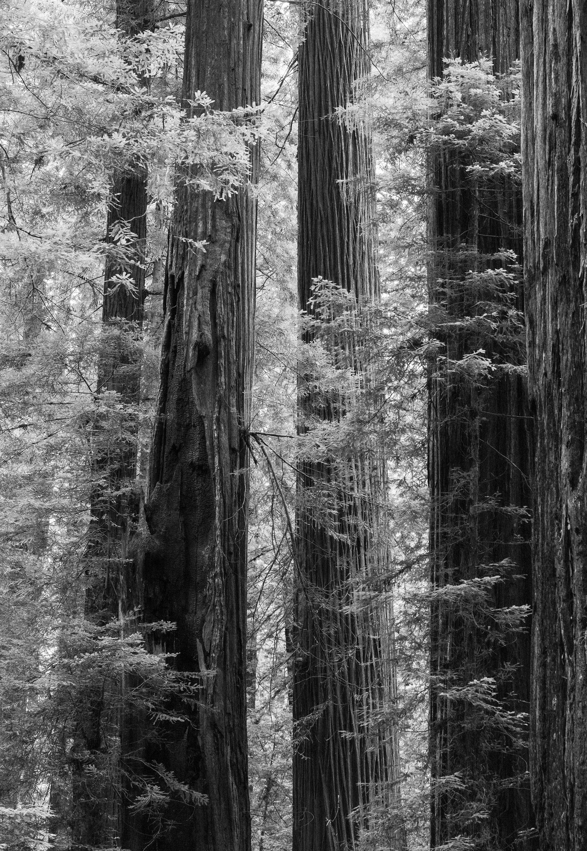 Ascending Redwoods