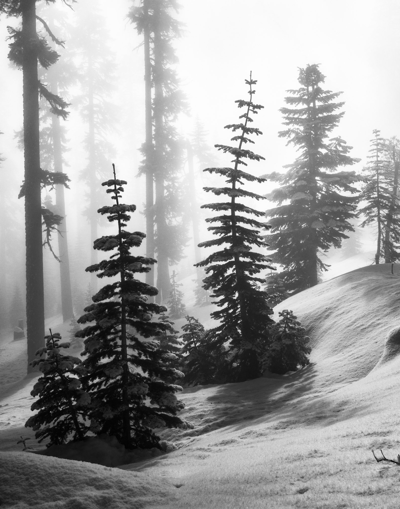 Out of the Fog