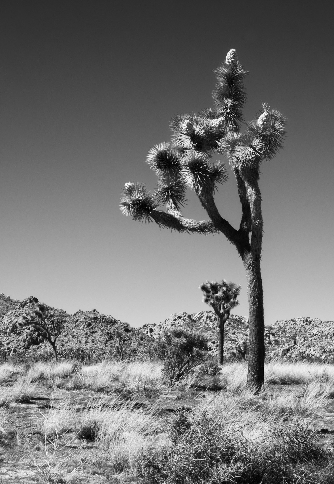 One Side of a Joshua Tree