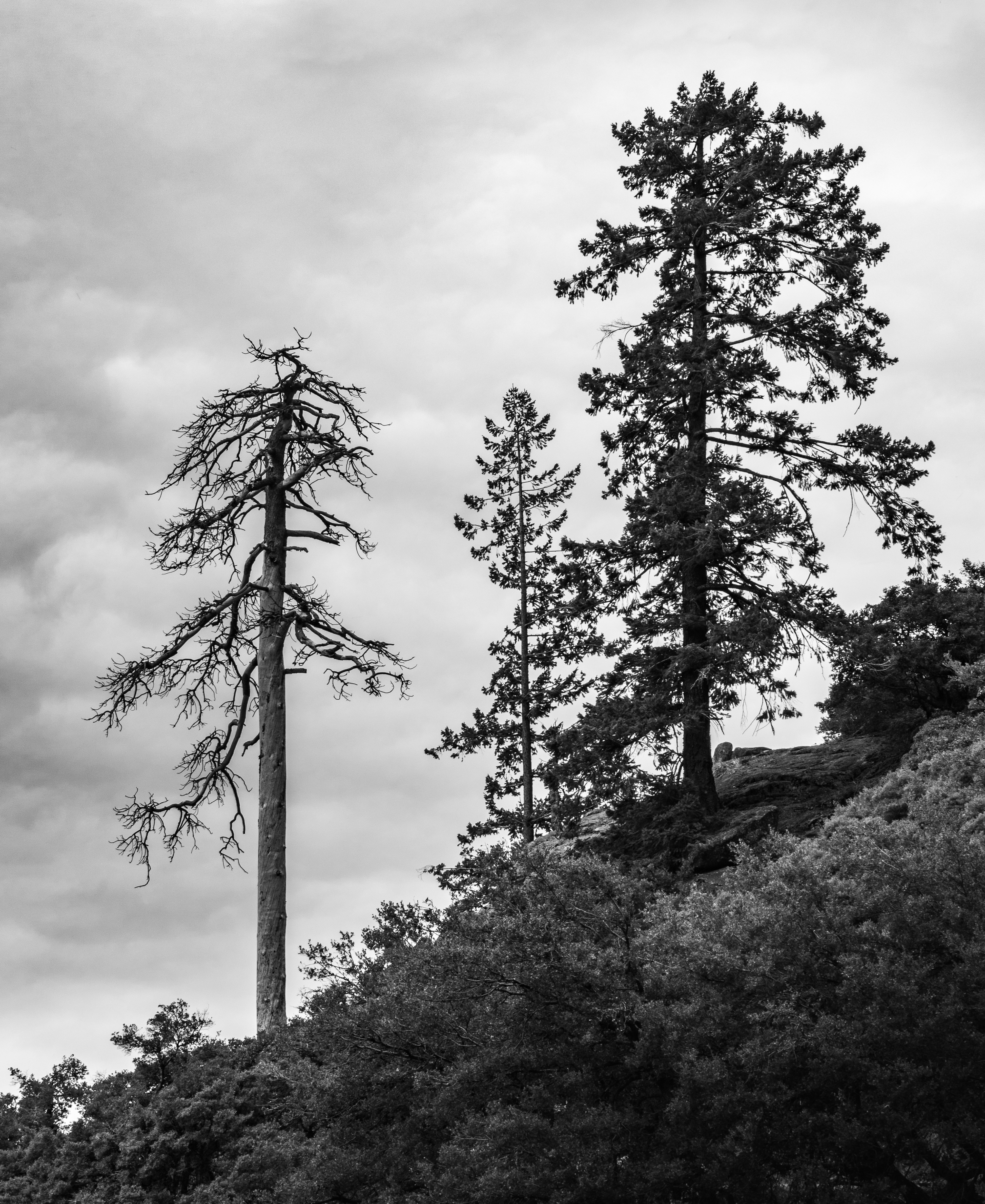 Tress on the South Rim