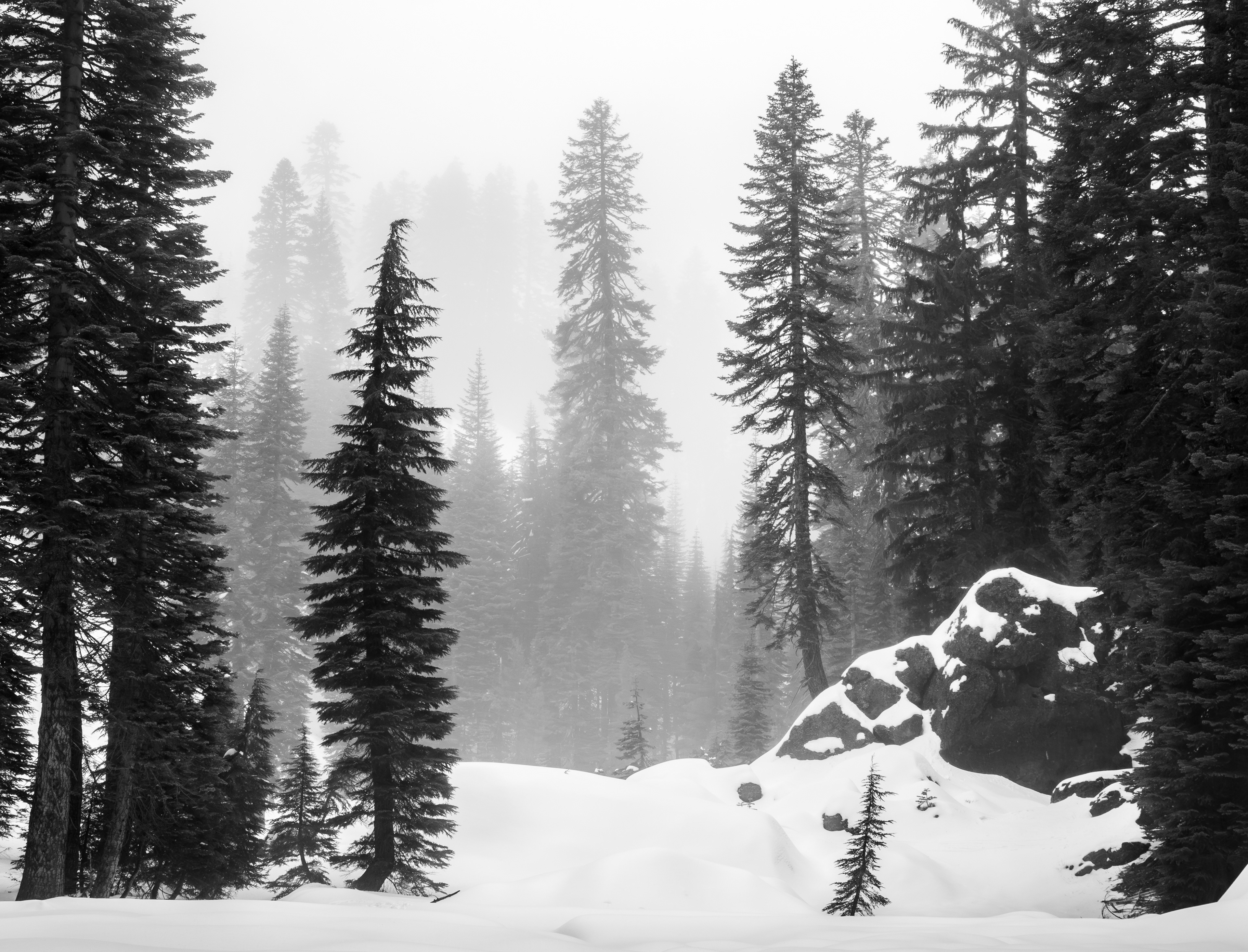 The Forest of Lassen in the Fog and Snow