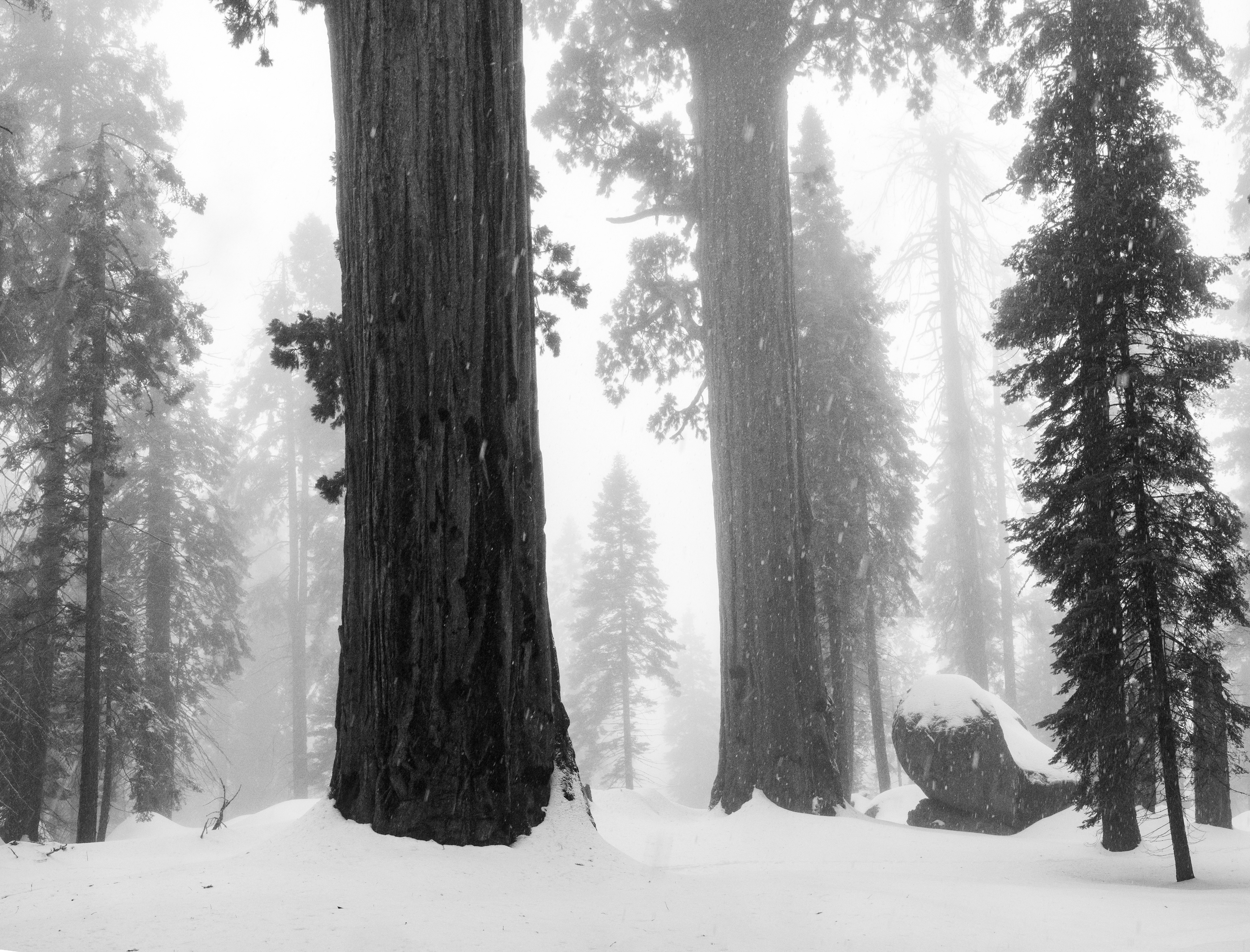 Falling Snow in Giant Forest