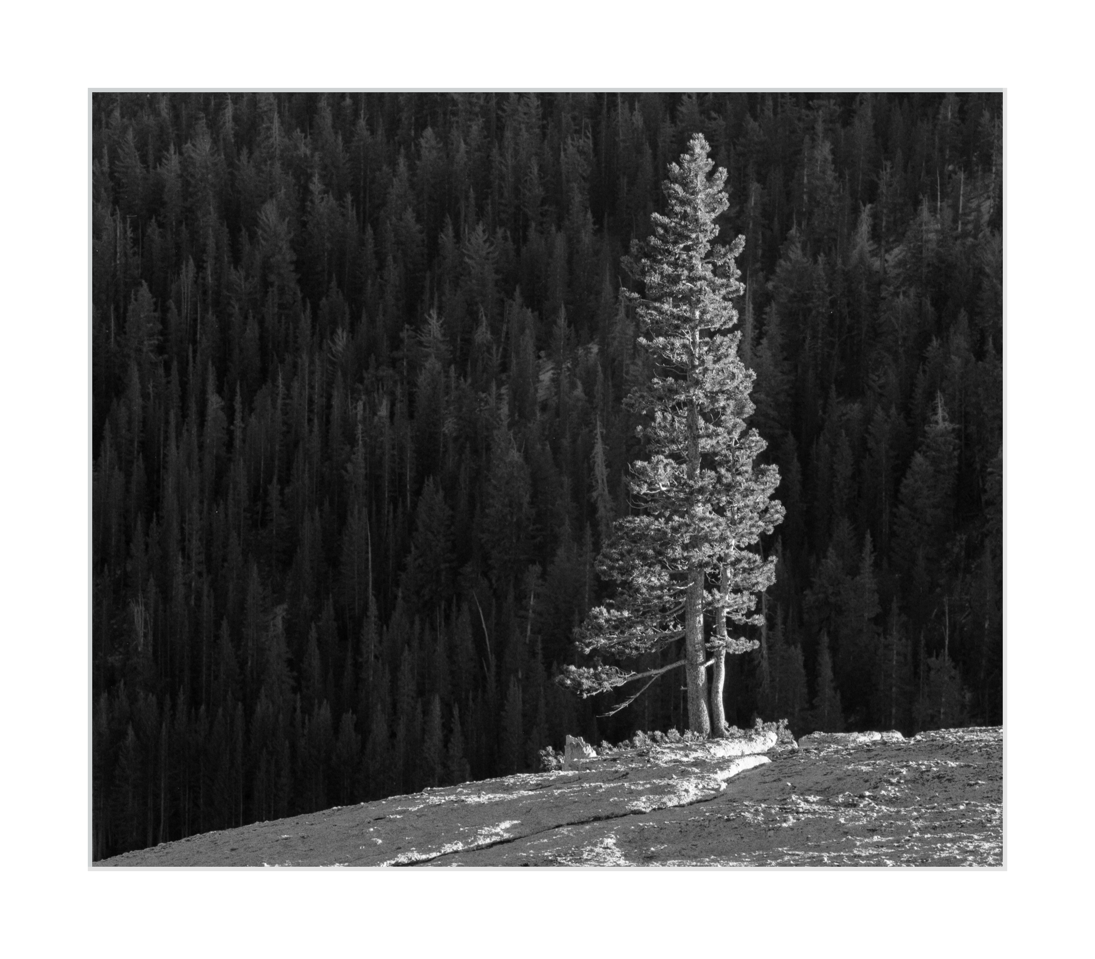 A Wall of Trees in Tuolumne Meadows
