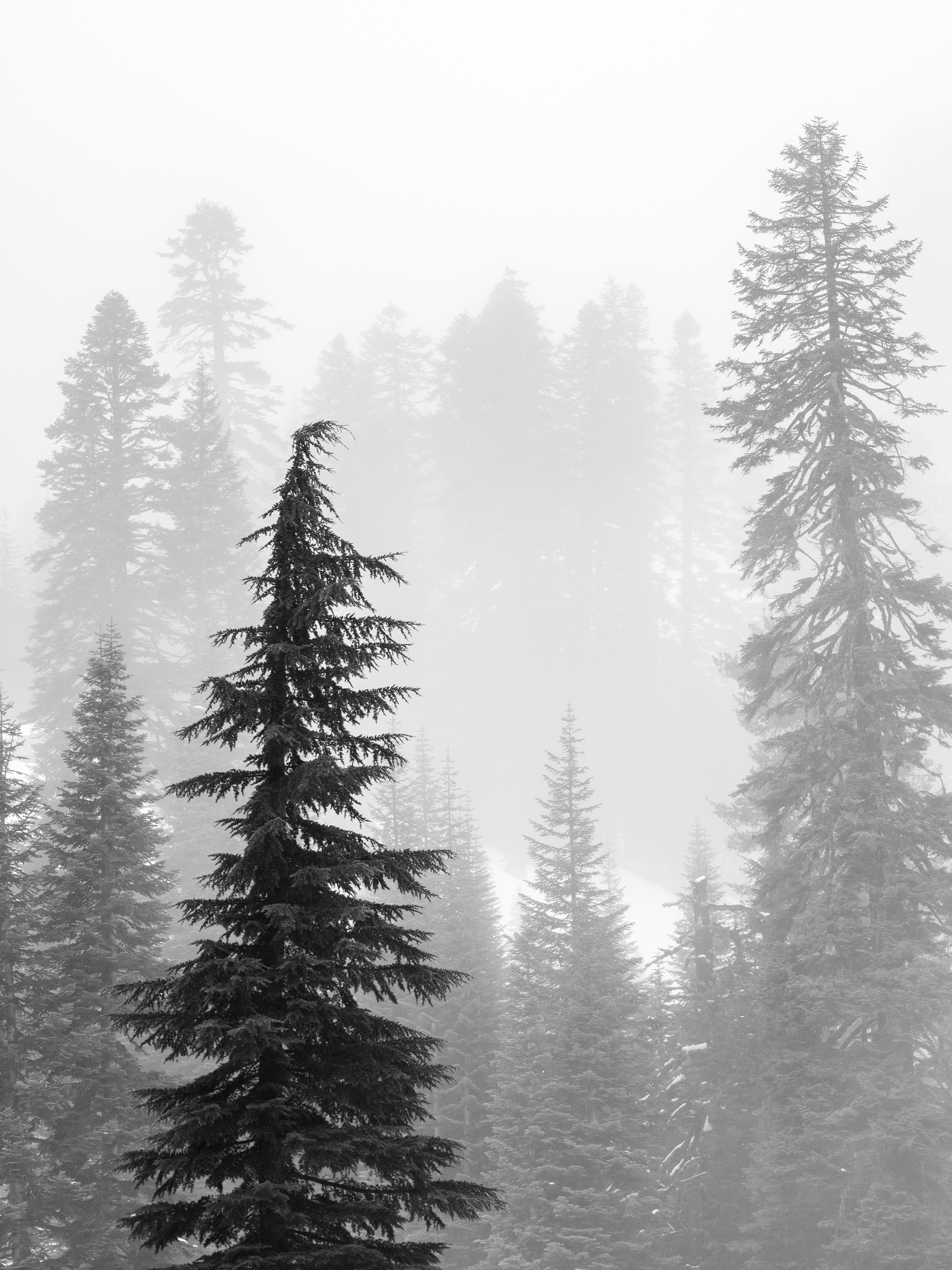 Layers of Trees in the Fog