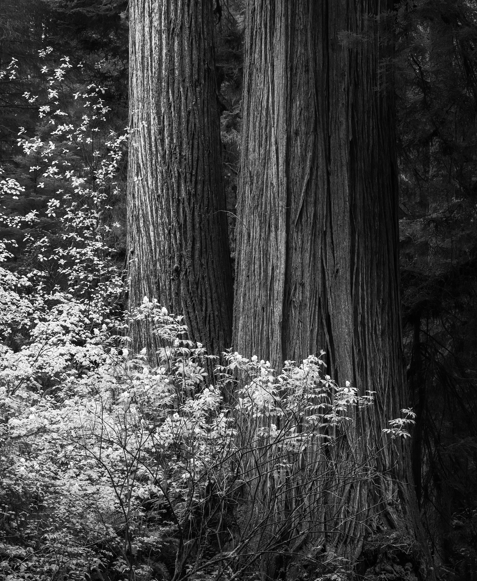 Two Redwoods in Morning Light
