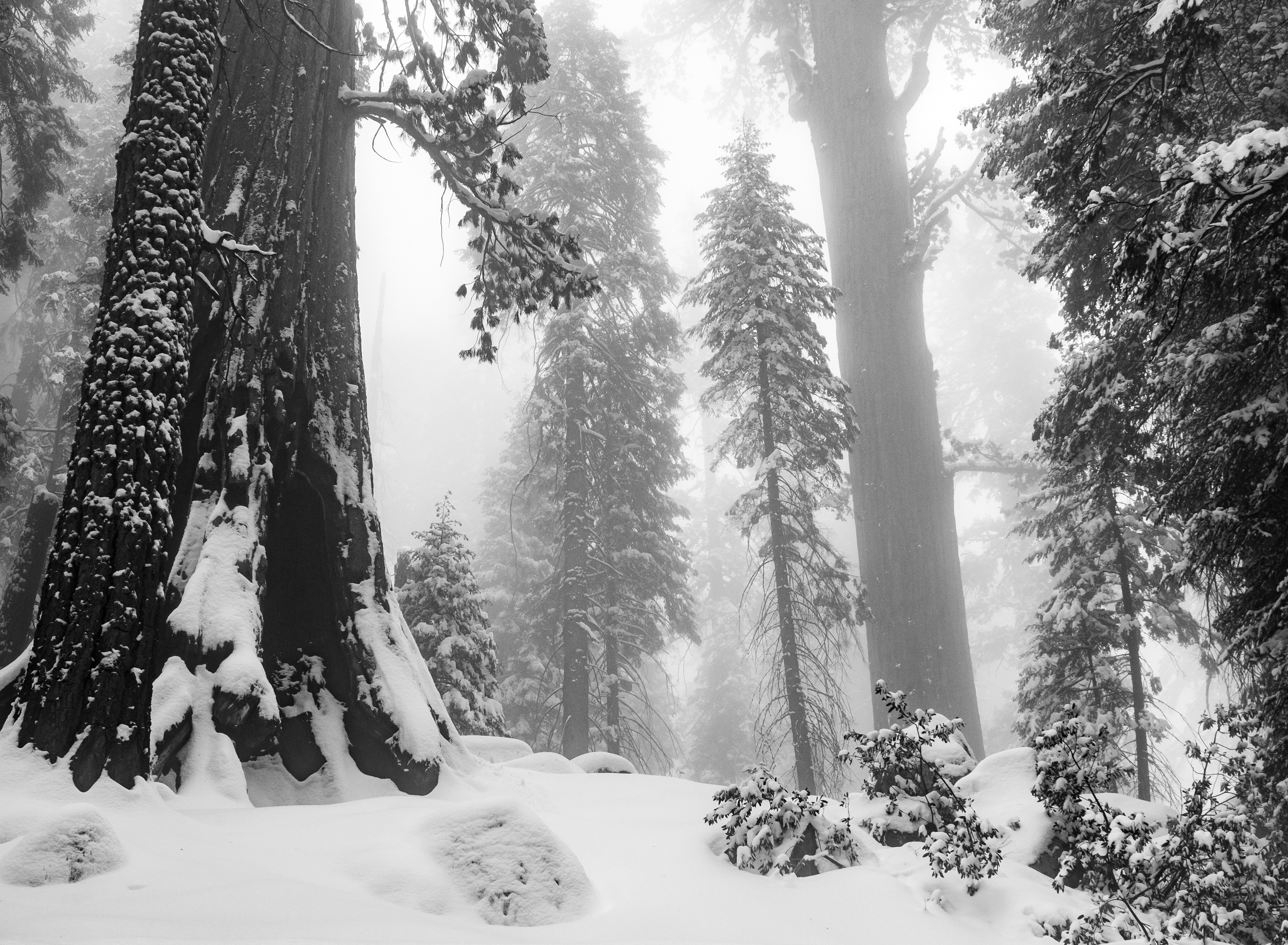 Giant Forest, in Winter Fog