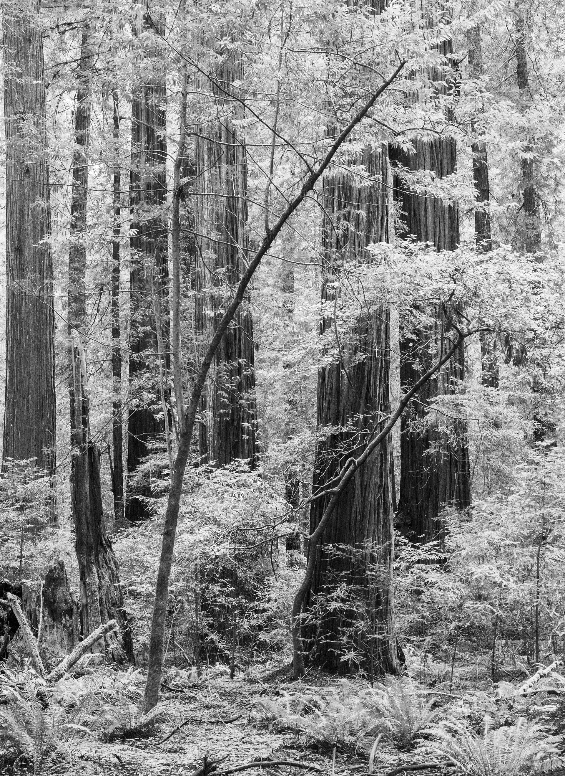 Redwoods Admist the Forest